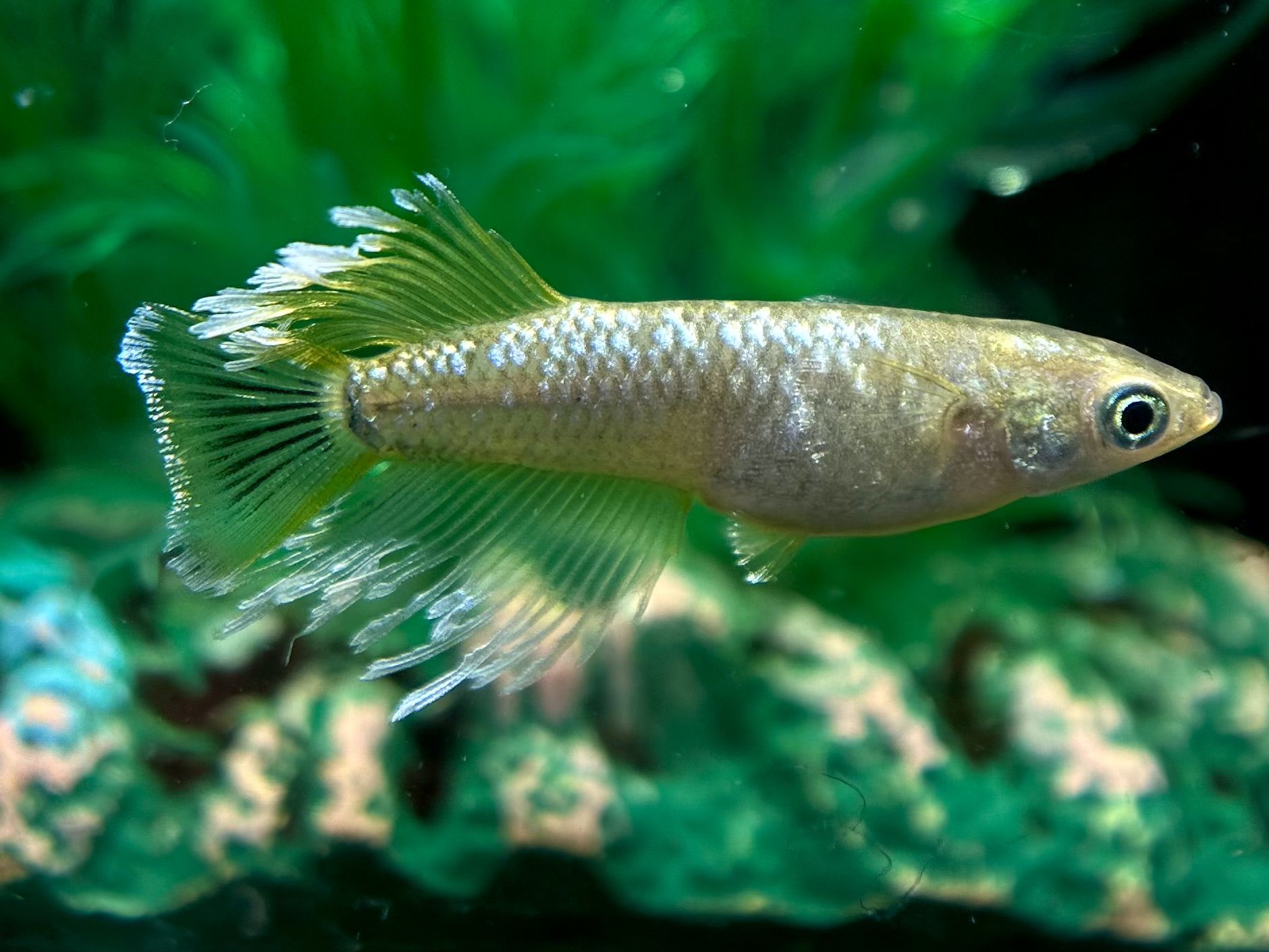 🔥 まーぼー　ベル　オス1メス2 3/27 21:27 [ID:6593]