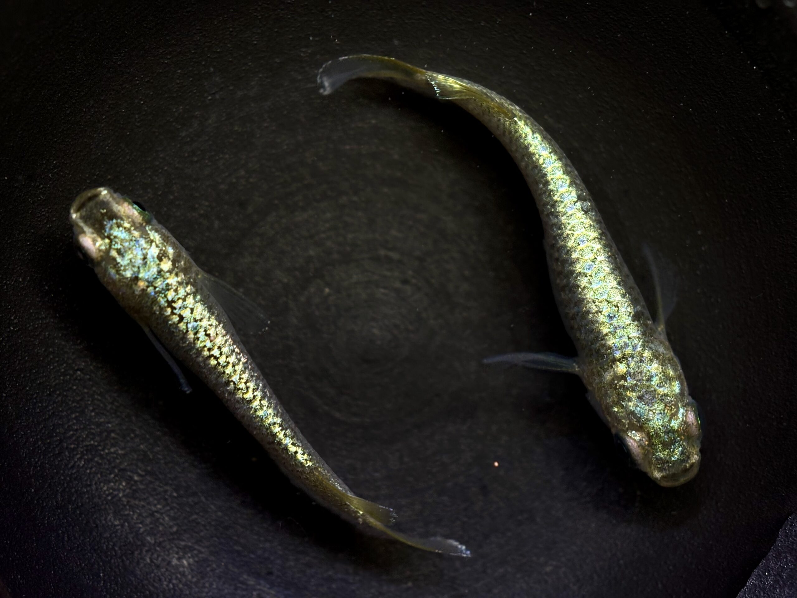 🔥 直めだか　金塊新系統WF 1ペア (サ) 3/27 21:20終了 [ID:6556]