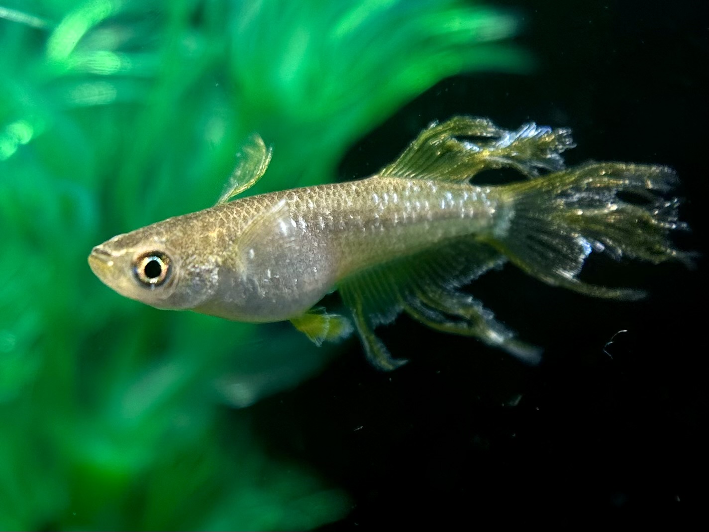 🔥 愛善めだか　イグリット　1p 3/28 21:15 [ID:6600]