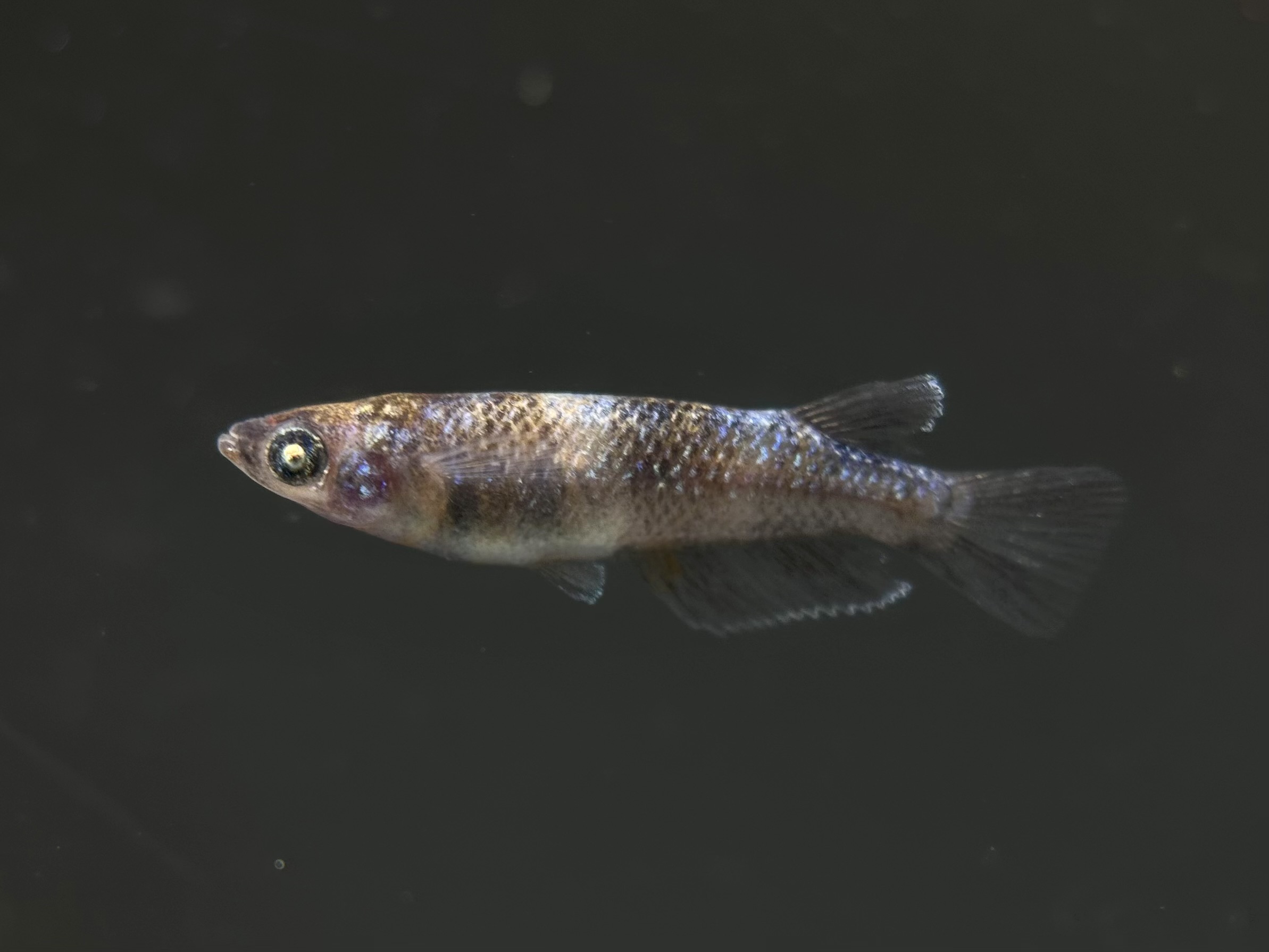 🔥 ENNMA東京　桔梗菊ver.2. 1p [ID:6611]