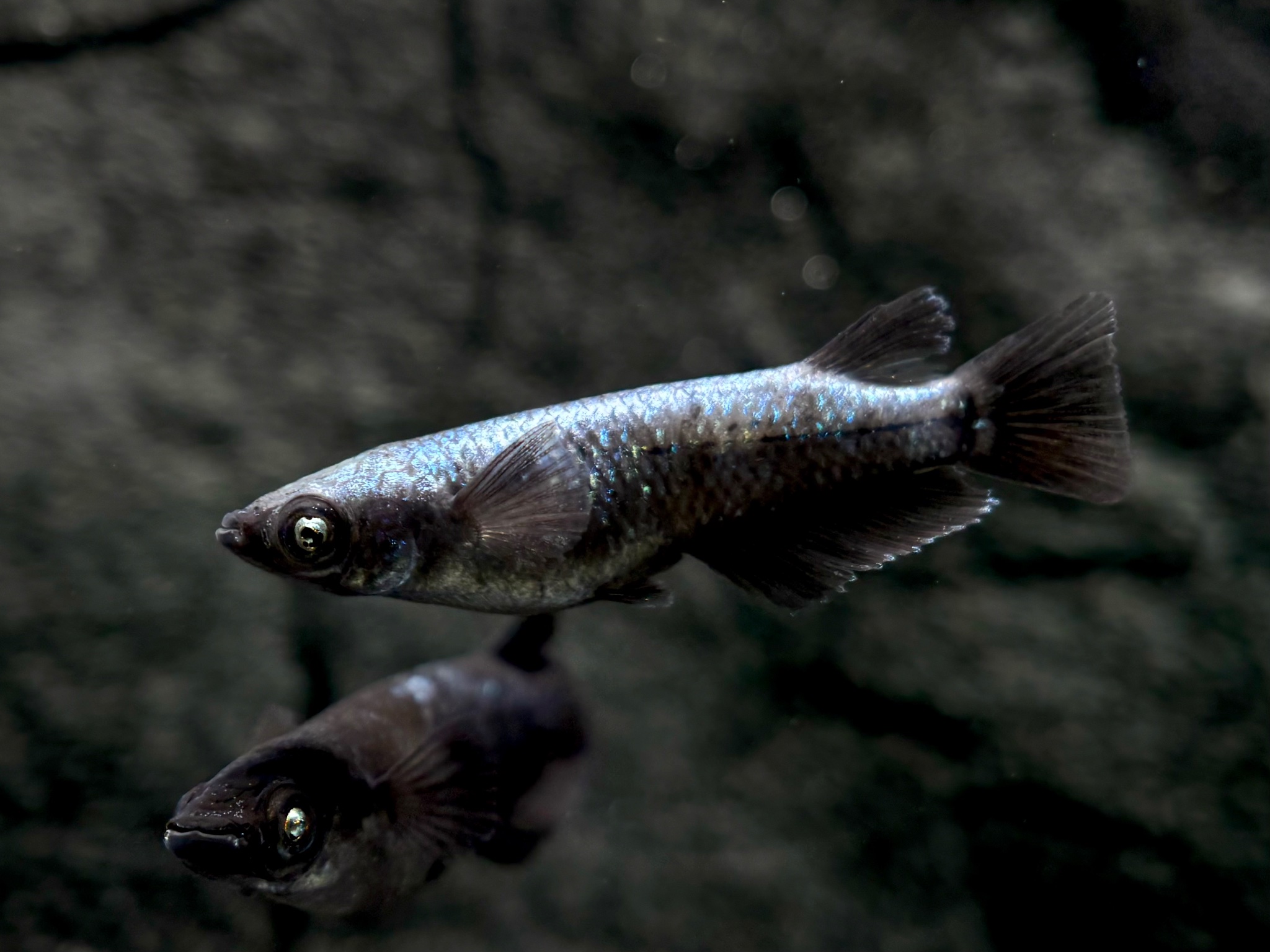 🔥 ENNMA東京養魚場　☆素材用☆ 蒼鱗黝式　オス3 (サ) 10/30 21:20終了 [ID:21877]