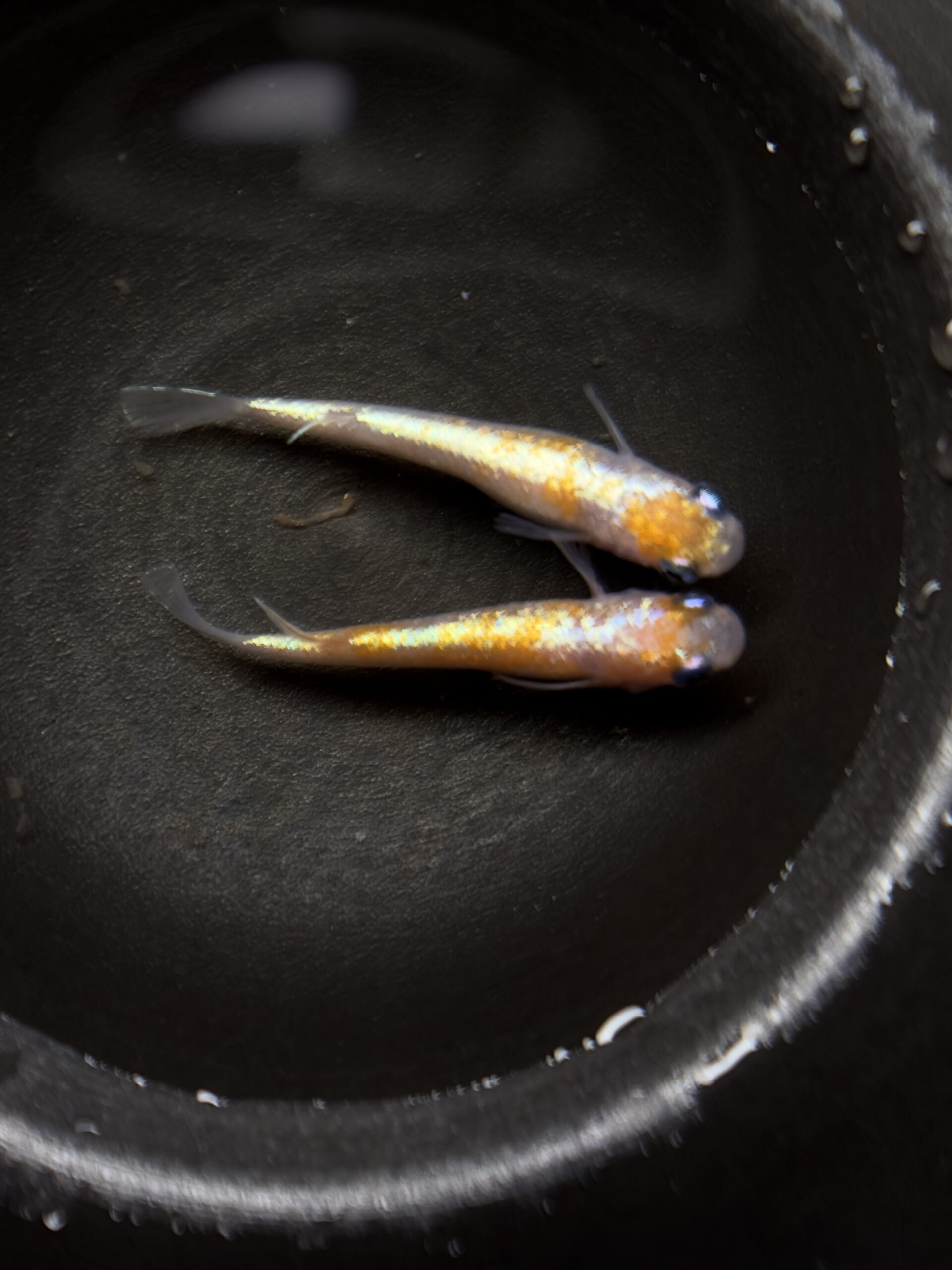 🔥 河めだかブリード　紅白ヘイキ　1p 3/27 21:15 [ID:6615]