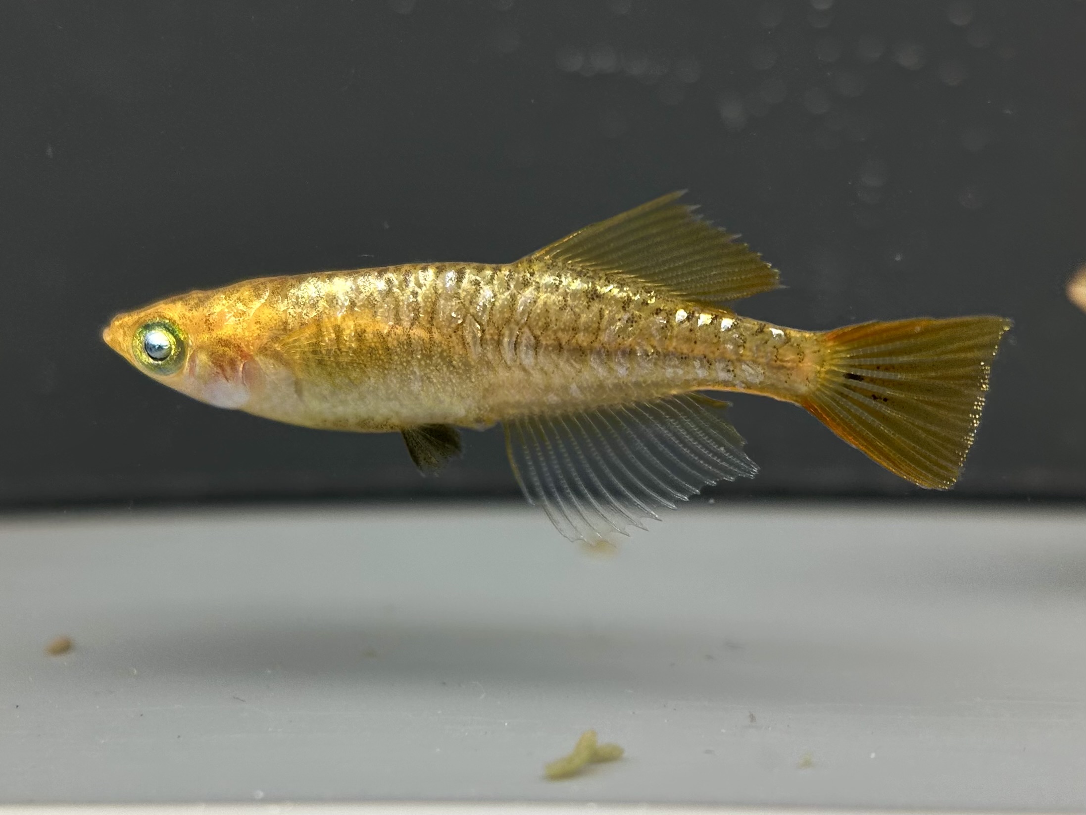 🔥 河めだかブリード　パイナポー　オス1(ヘテロ)メス2(ヘテロ1) 3/28 21:30 [ID:6630]