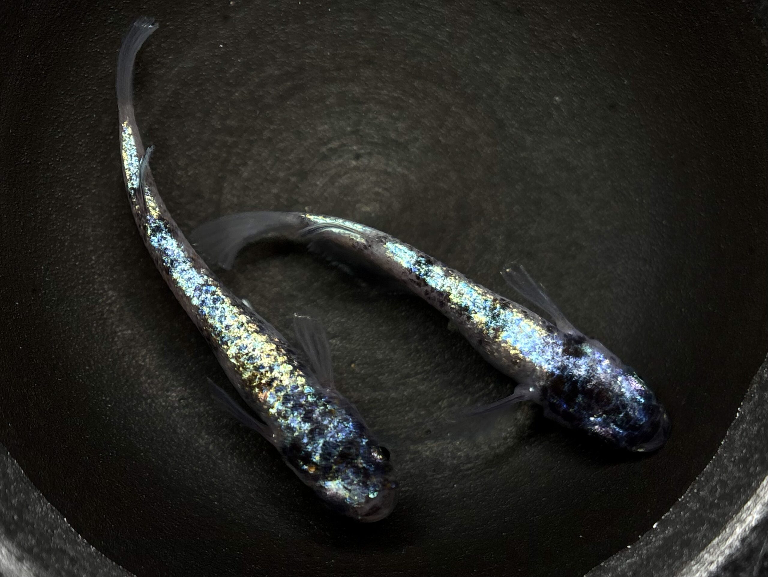 🔥 45めだか　倭寇蒼天　1ペア (サ) 3/27 21:25終了 [ID:6564]