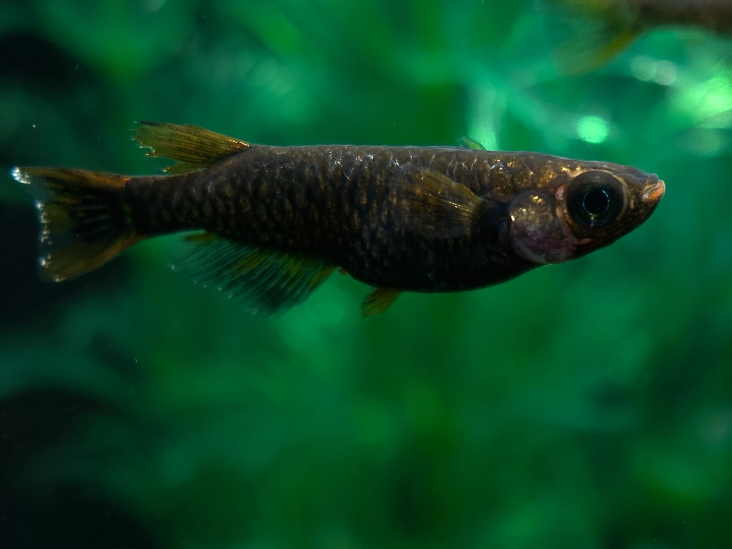 🔥 めだか処くろべぇ　赭鏡(しゃきょう) 1p 3/28 21:25 [ID:6623]