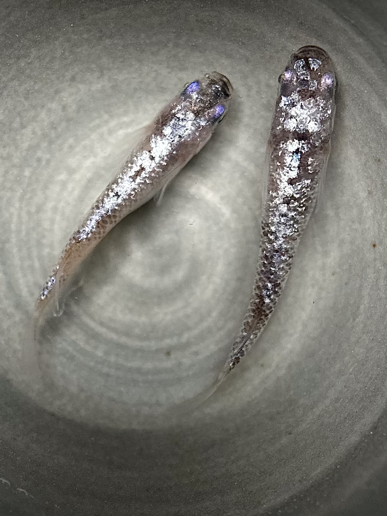 🔥 夢桜めだか　新作)墨桜　1p 3/30 21:33 [ID:6635]