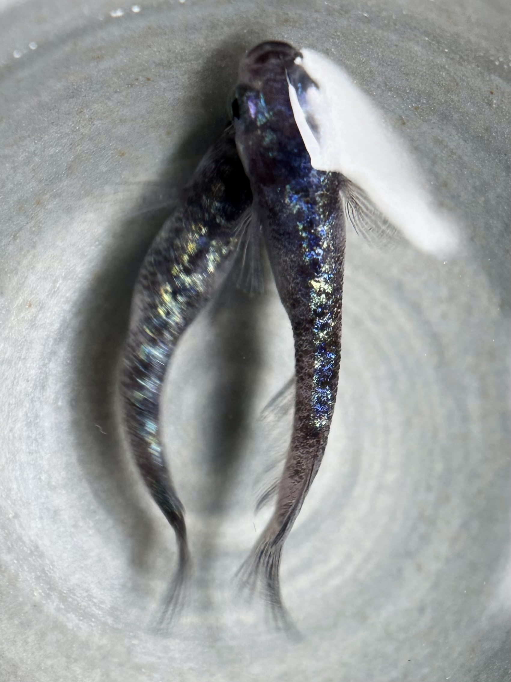 🔥 三池めだか&鹿行めだかあっくん　ヴァリウス　3/30 21:18 [ID:6657]