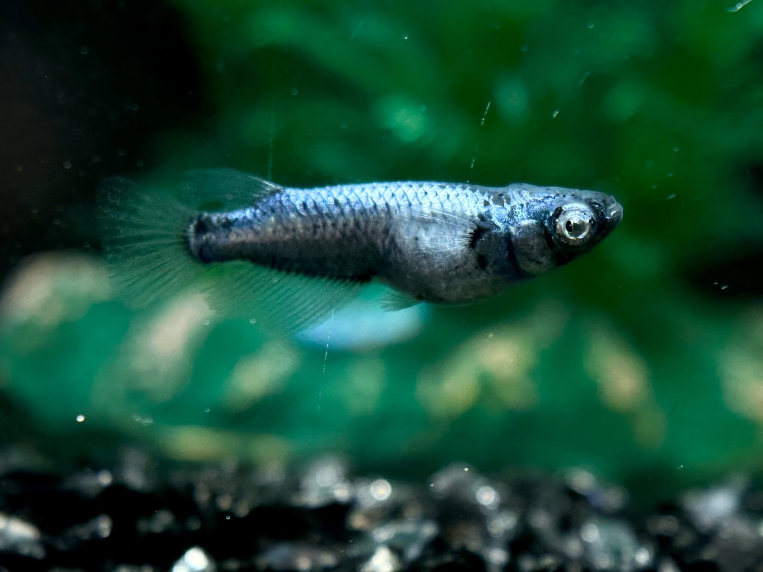 🔥 西郷めだか　藍　オス1メス2 3/30 21:23 [ID:6648]