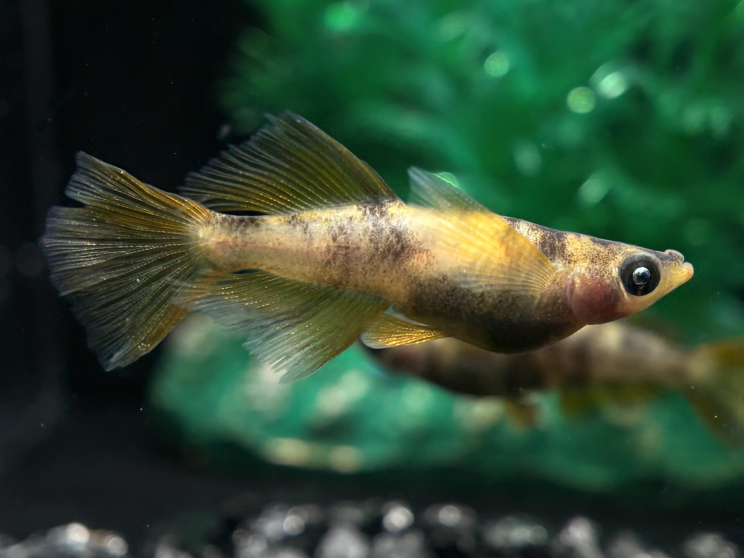 🔥 鹿行めだかあっくんブリード　AW-03R光体型1ペア+RLFメス1 (サ) 3/30 21:10終了 [ID:6666]