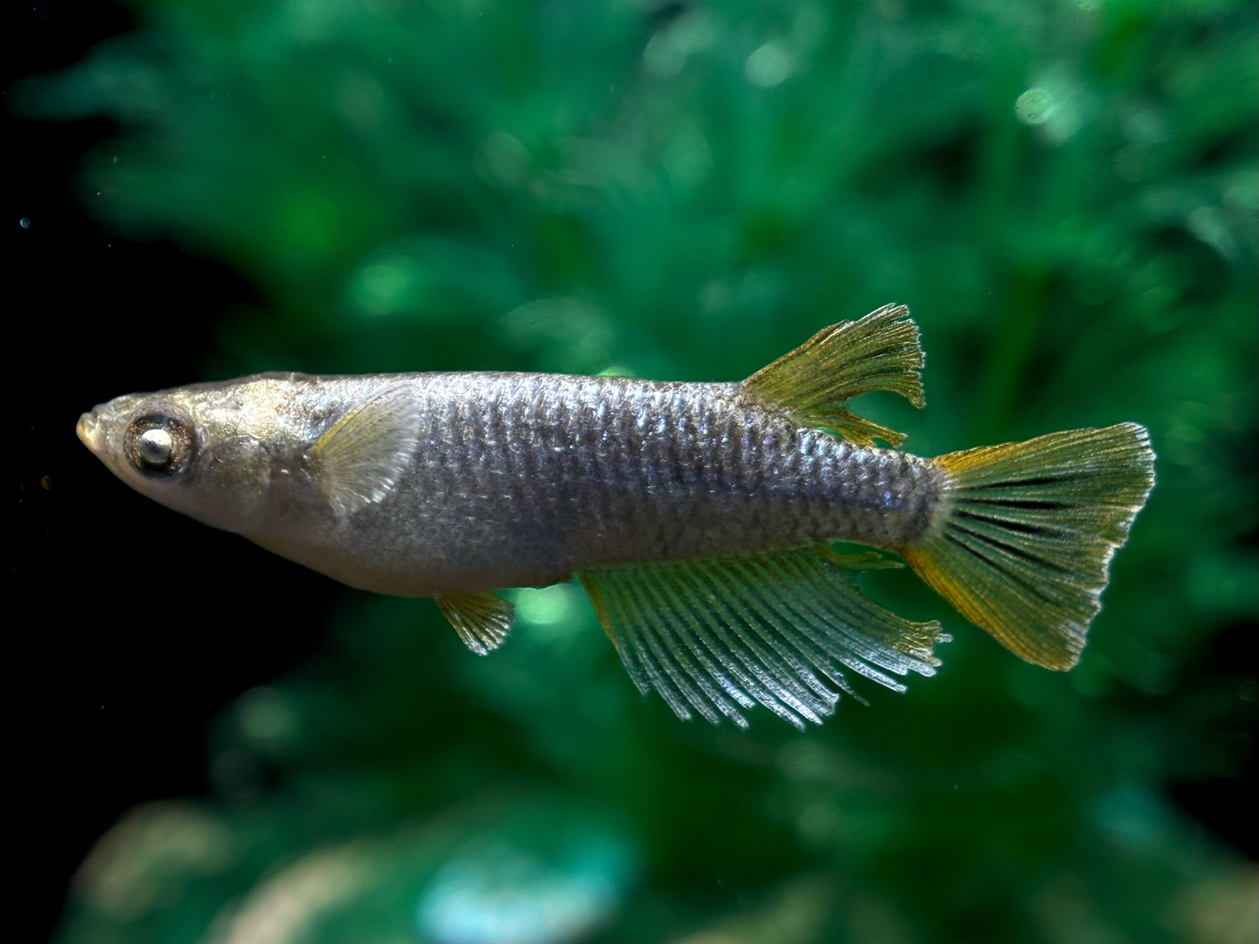 🔥 無限めだかブリード　マネー　1ペア (サ) 3/30 21:15終了 [ID:6673]