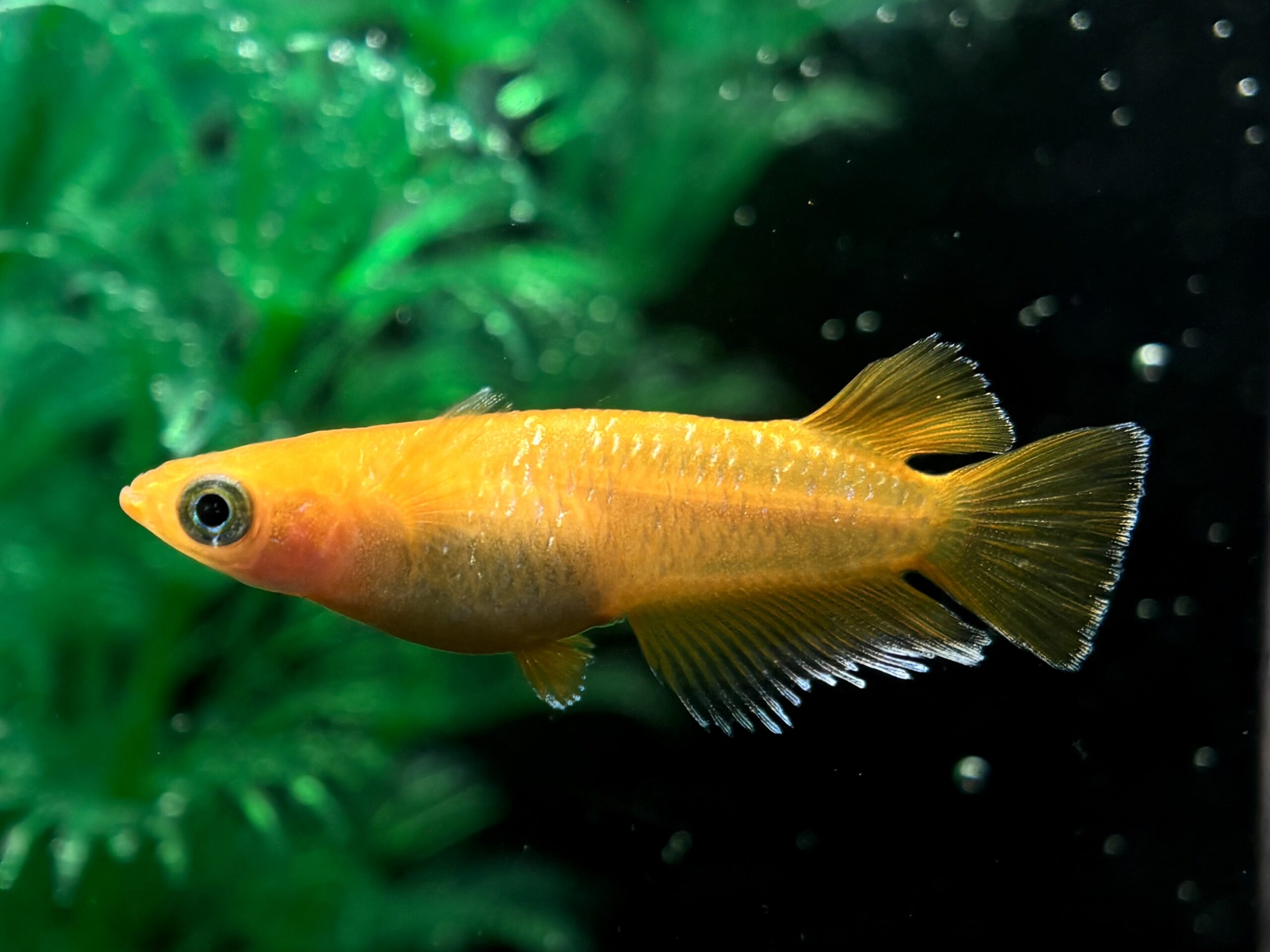 🔥 無限めだかブリード　サンセットダイヤ　1ペア (サ) 3/30 21:20終了 [ID:6679]