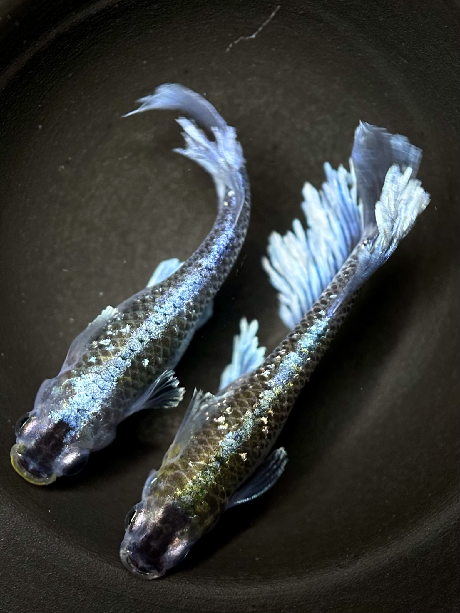 🔥 まーぼーブリード　フロマージュ体外光　1p 3/30 21:12 [ID:6712]