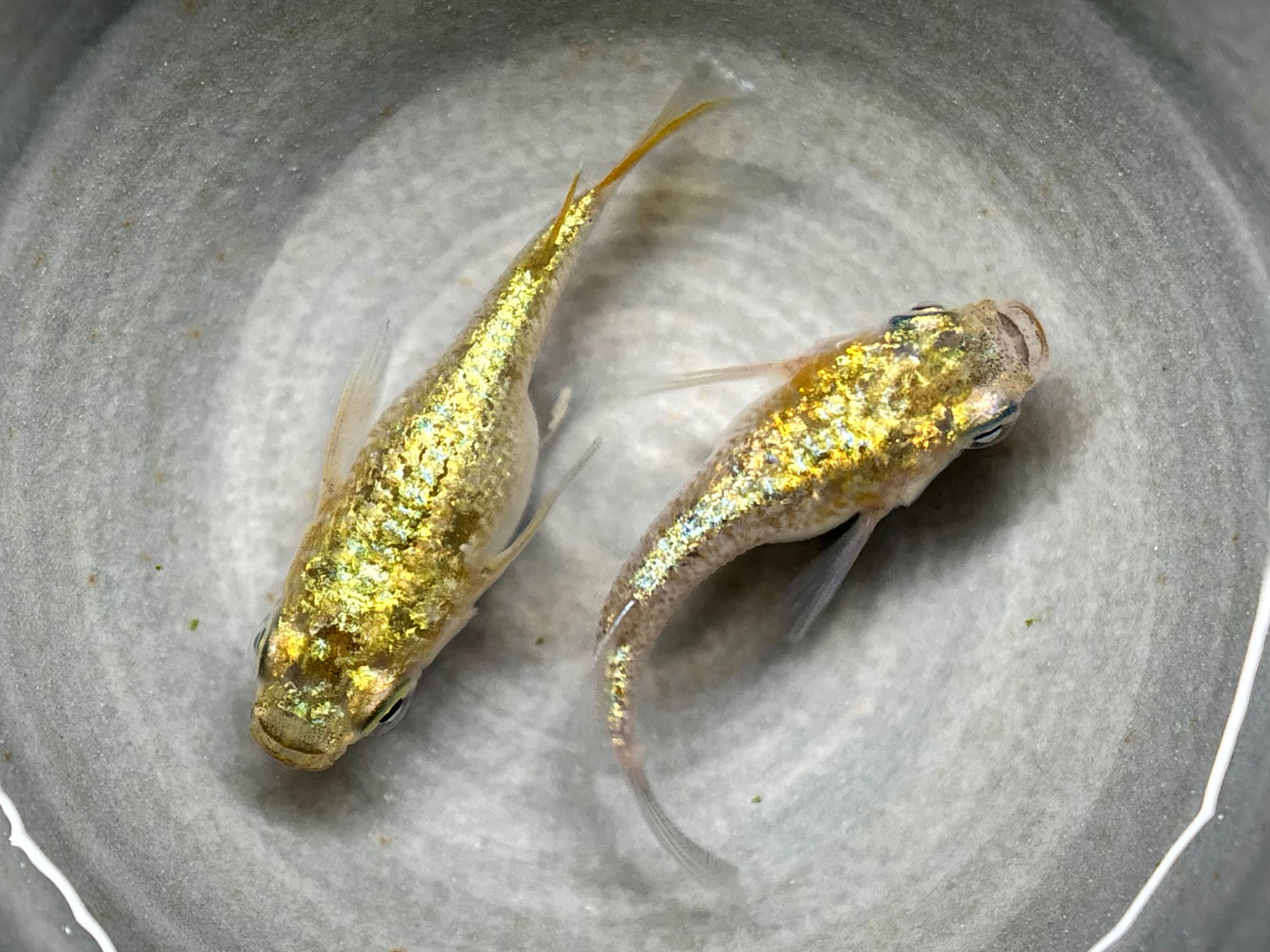 ENNMA東京養魚場　ネプチューン黄金ダルマ　1ペア (サ) 10/30 21:10終了 [ID:21862]