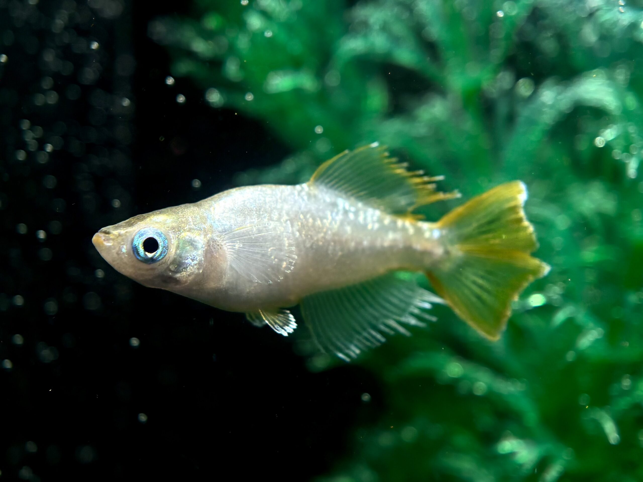 無限めだかブリード　光紬　1ペア (サ) 4/6 21:15終了 [ID:7164]