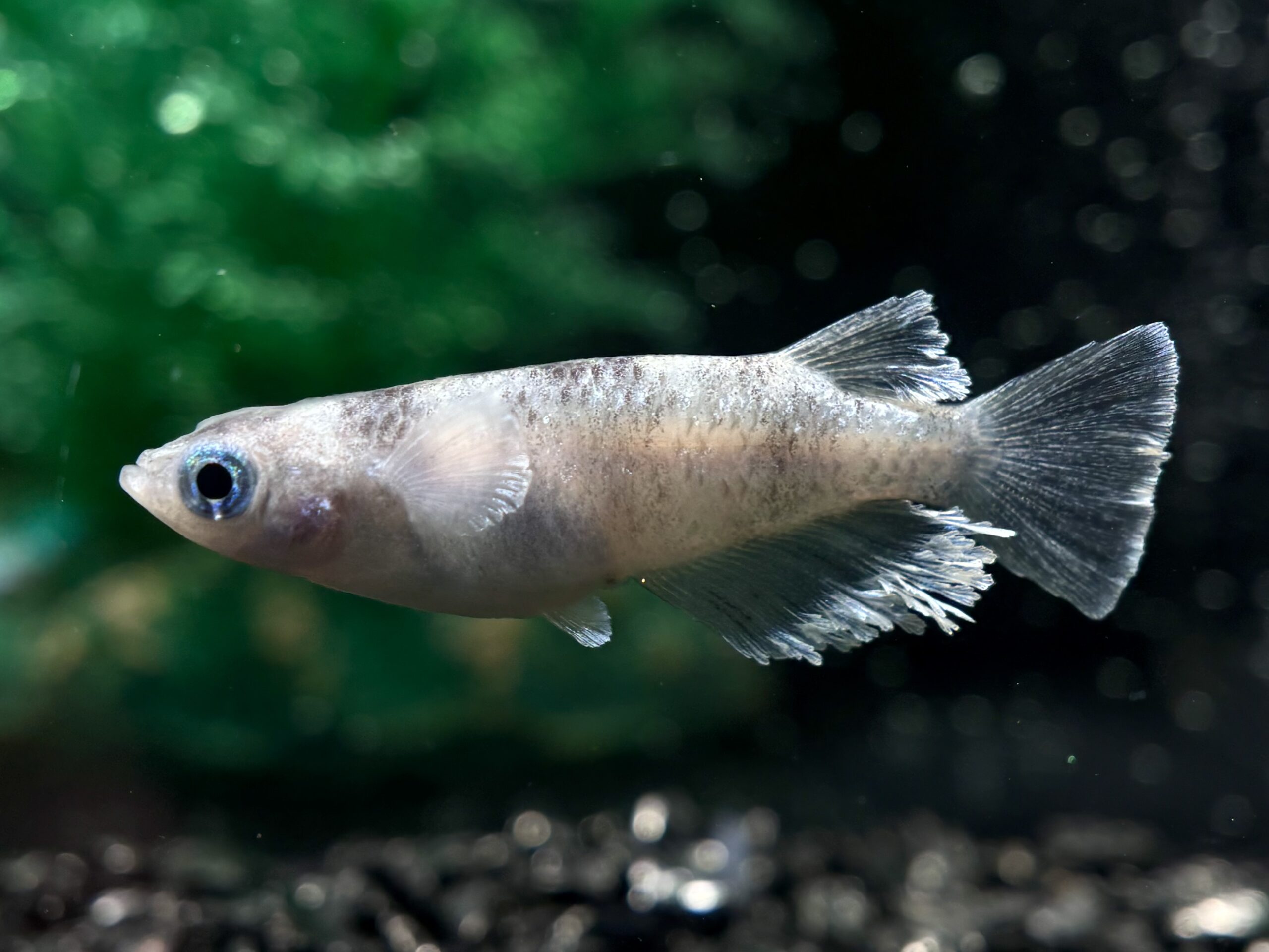 🔥 無限めだか　蛇墨武-澪　1ペア (サ) 3/30 21:30終了 [ID:6696]