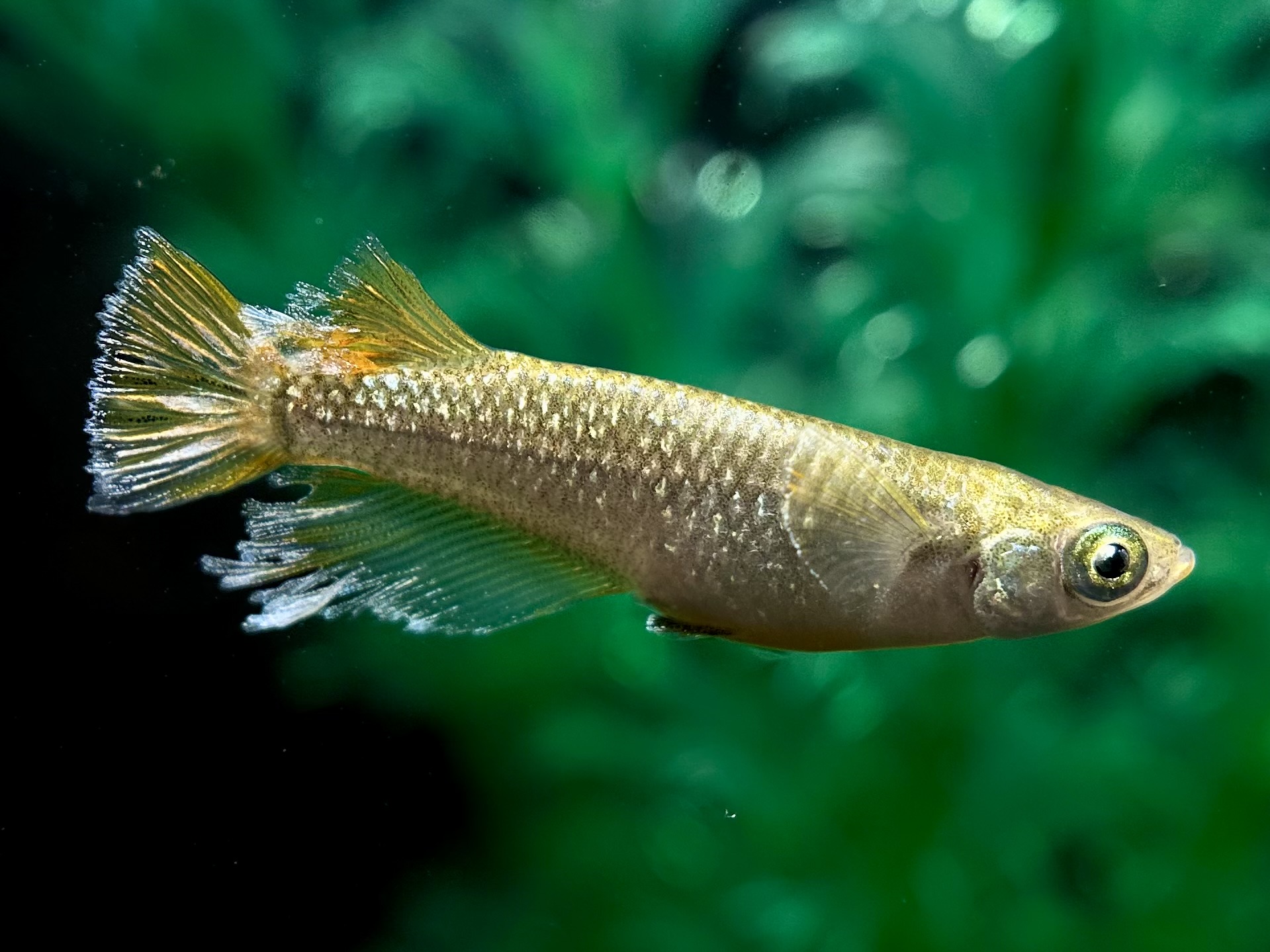 🔥 愛善めだか　初出品)ルミナスリッカ　1p 4/1 21:20 [ID:6746]