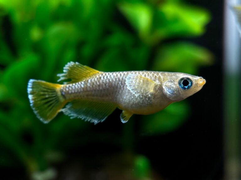 ENNMA東京養魚場　フロブリ　1ペア (サ) 11/2 21:30終了 [ID:22160]