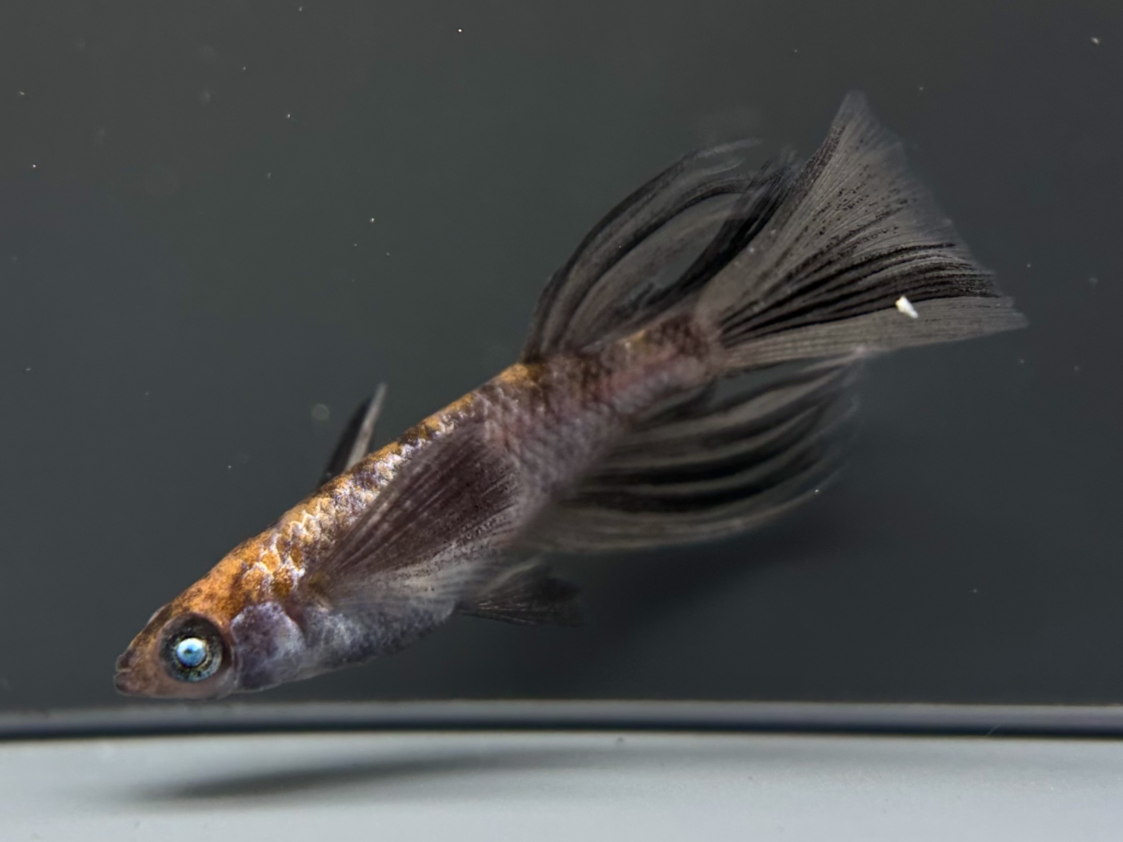 🔥 愛善めだか　初出品)肆姫(しき) 1p 4/1 21:15 [ID:6738]