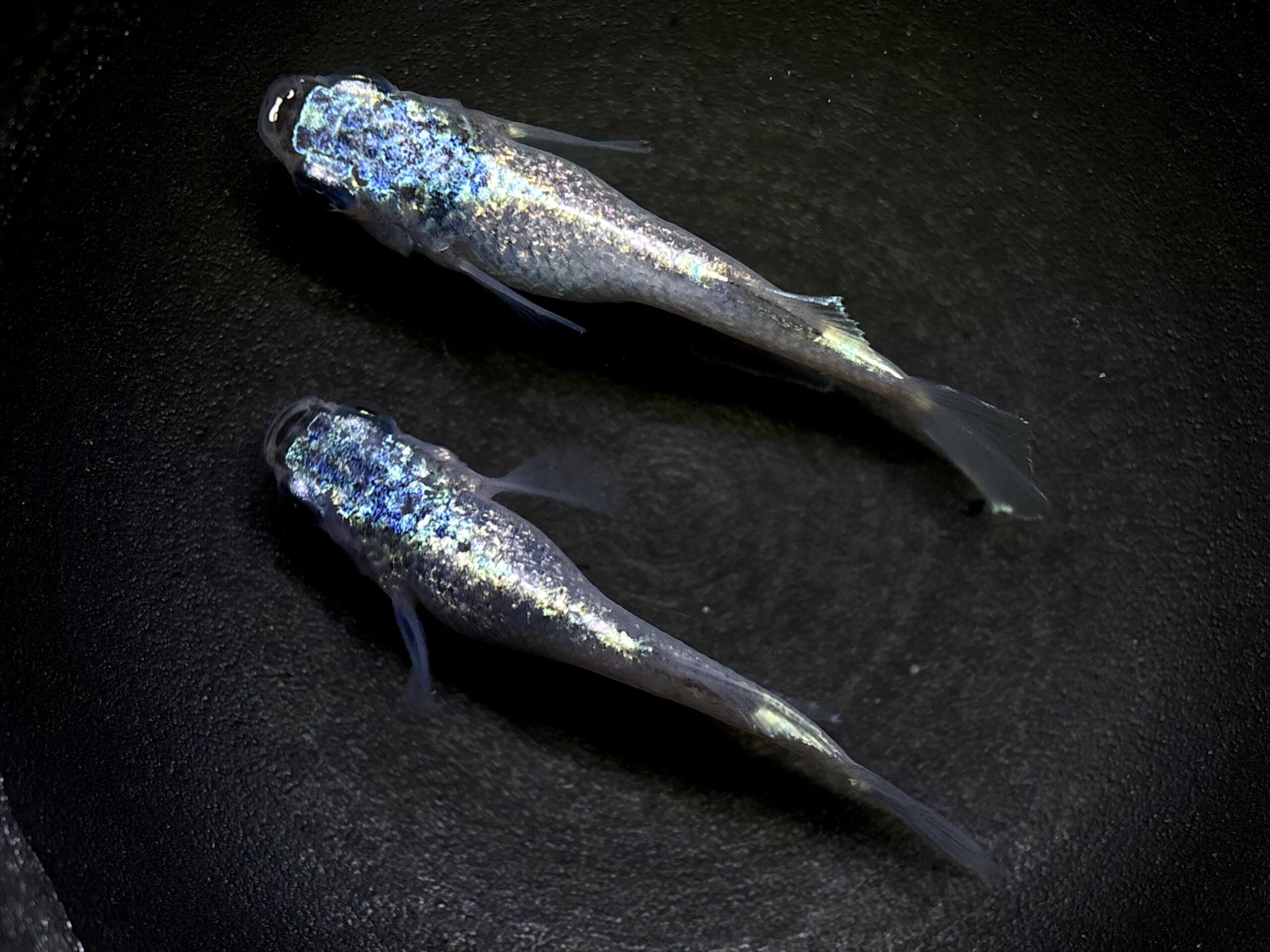 🔥 鹿行めだかあっくん　碧Da 1ペア (サ) 3/30 21:25終了 [ID:6687]