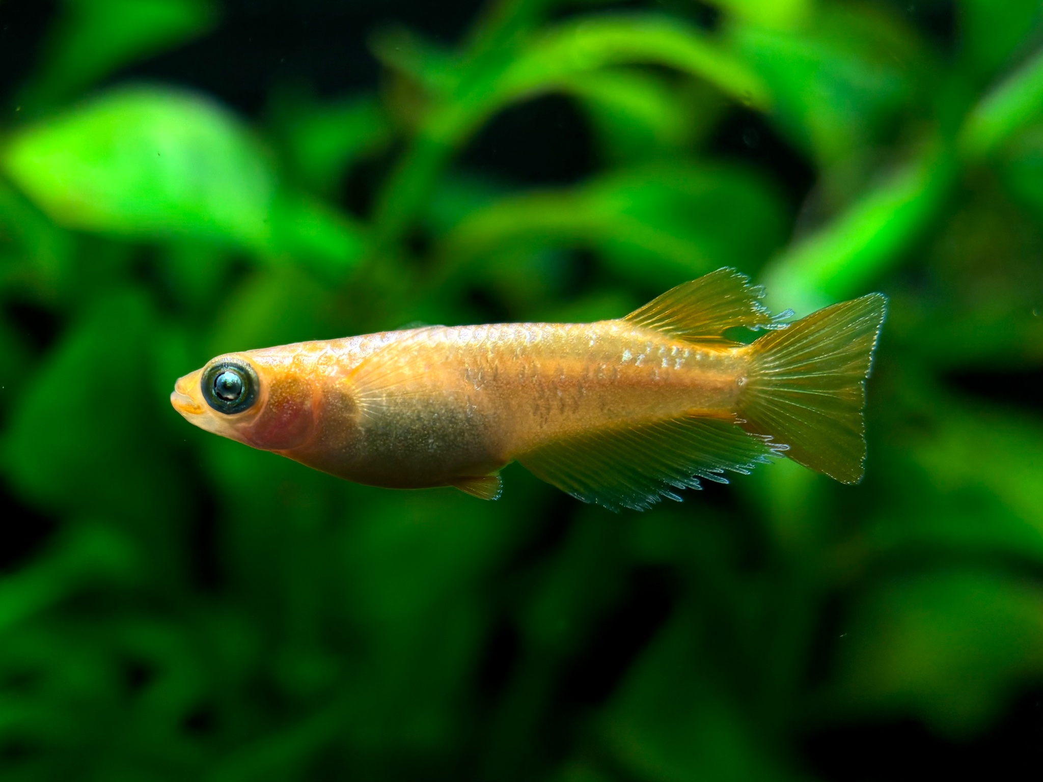 ENNMA東京養魚場　サンセットオラフ　オス1メス2 (サ) 11/2 21:15終了 [ID:22129]