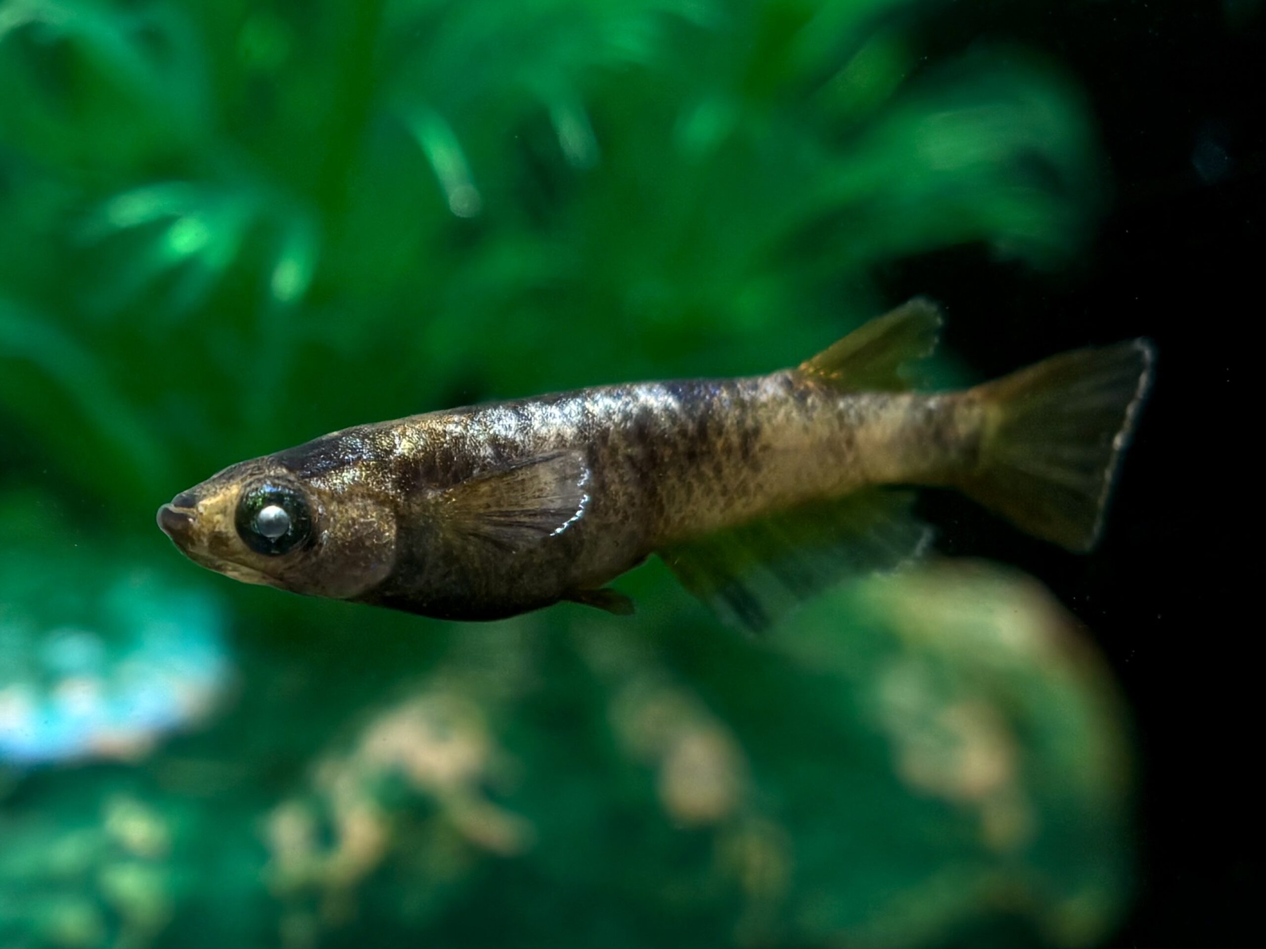 🔥 河めだか　シグマヘテロ　1ペア (サ) 3/31 21:10終了 [ID:6761]