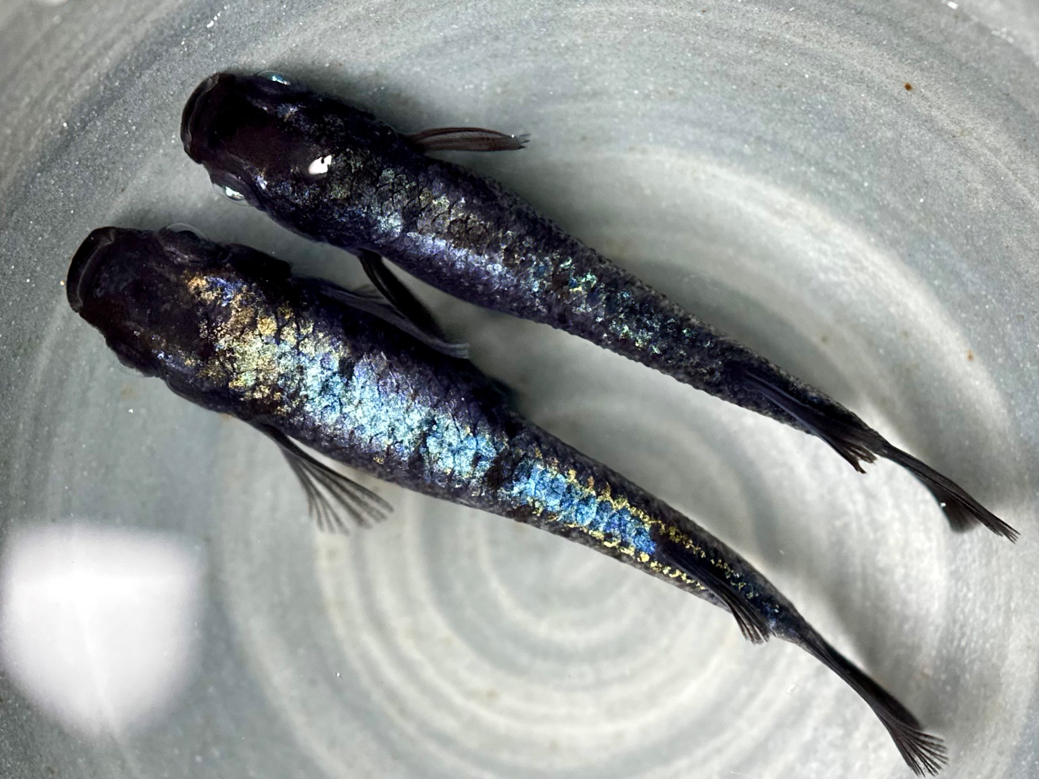🔥 ENNMATOKYO養魚場　蒼鱗黝式　1p 9/14 21:20 [ID:18793]