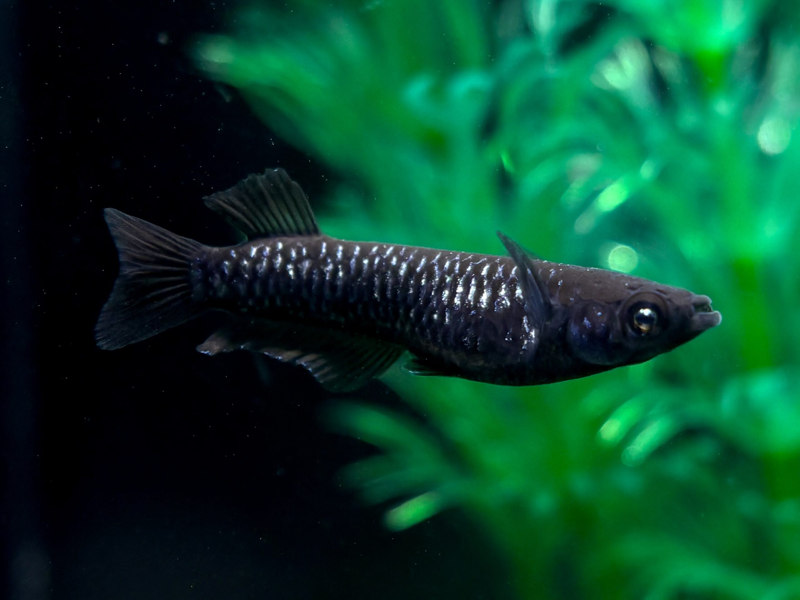 🔥 ENNMA東京　黝冠極　1ペア (サ) 3/31 21:15 [ID:6768]