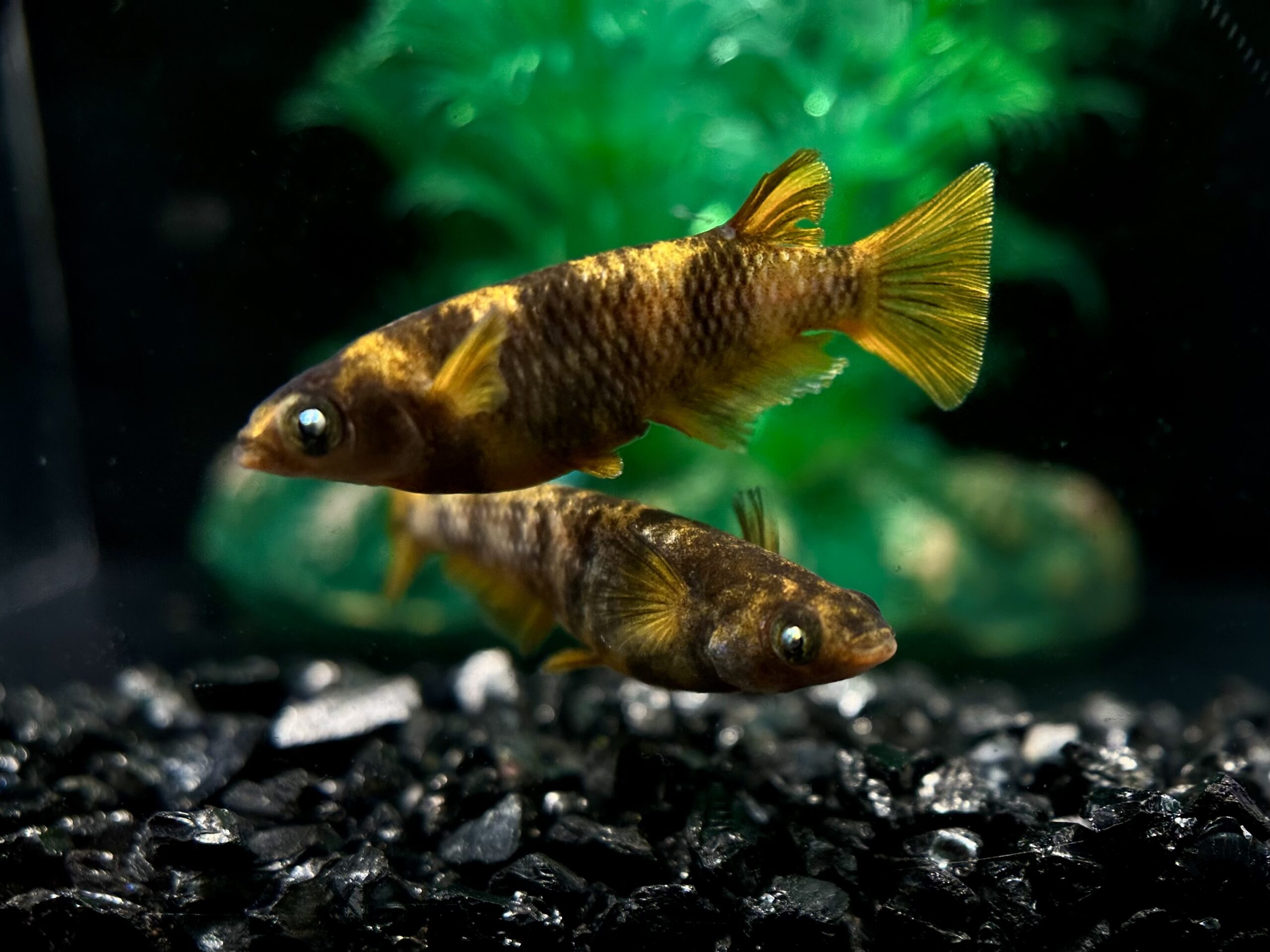 🔥 ENNMATOKYO AWG系統　1p 4/1 [ID:6801]