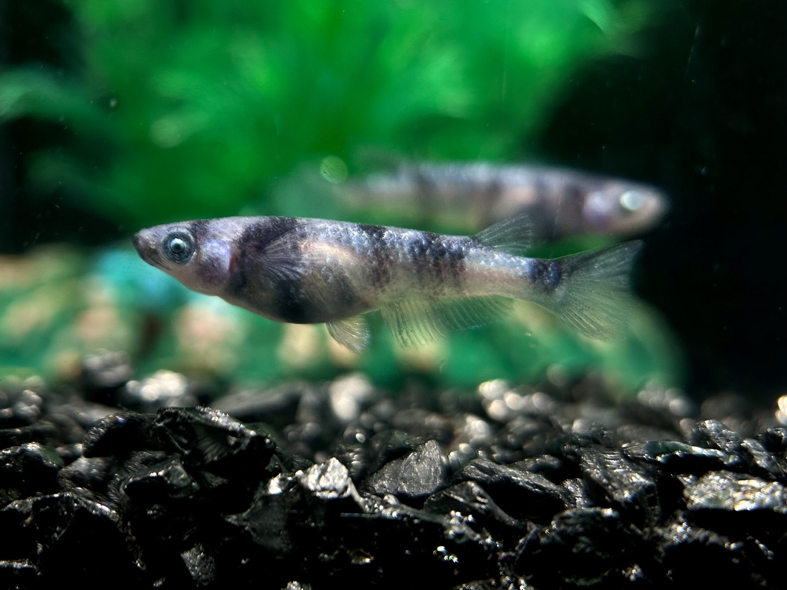 🔥 ENNMATOKYO 漆黒系和墨系統(SWK) 1p 4/1 21:25 [ID:6810]