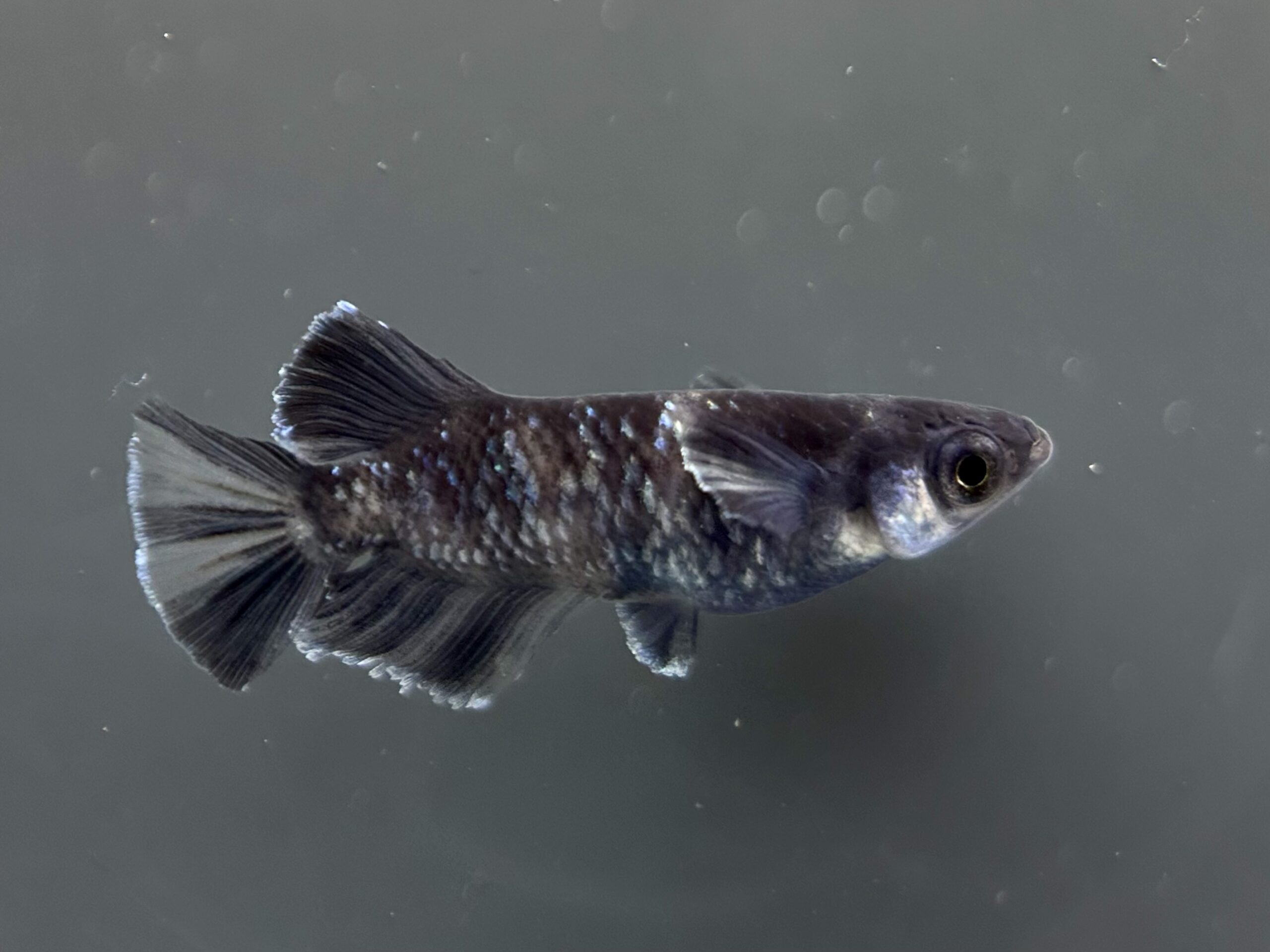 🔥 ENNMA TOKYO MWR漆黒系統(MS)　1p 4/1 21:30 [ID:6818]