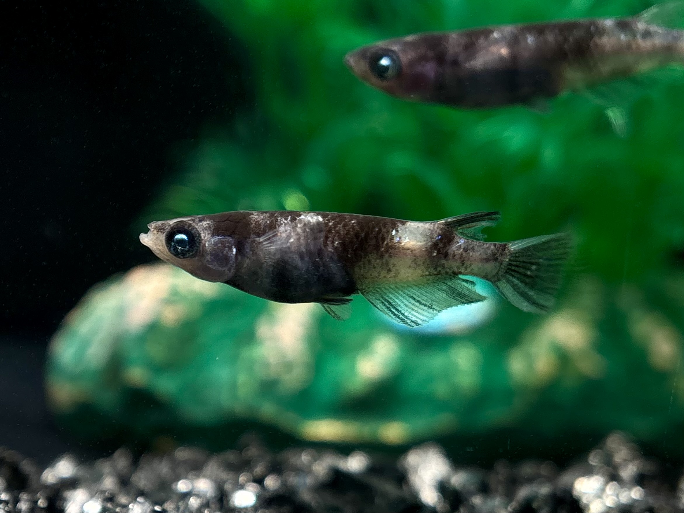 🔥 45めだか　倭寇黒鉄　1ペア (サ) 3/31 21:20終了 [ID:6775]