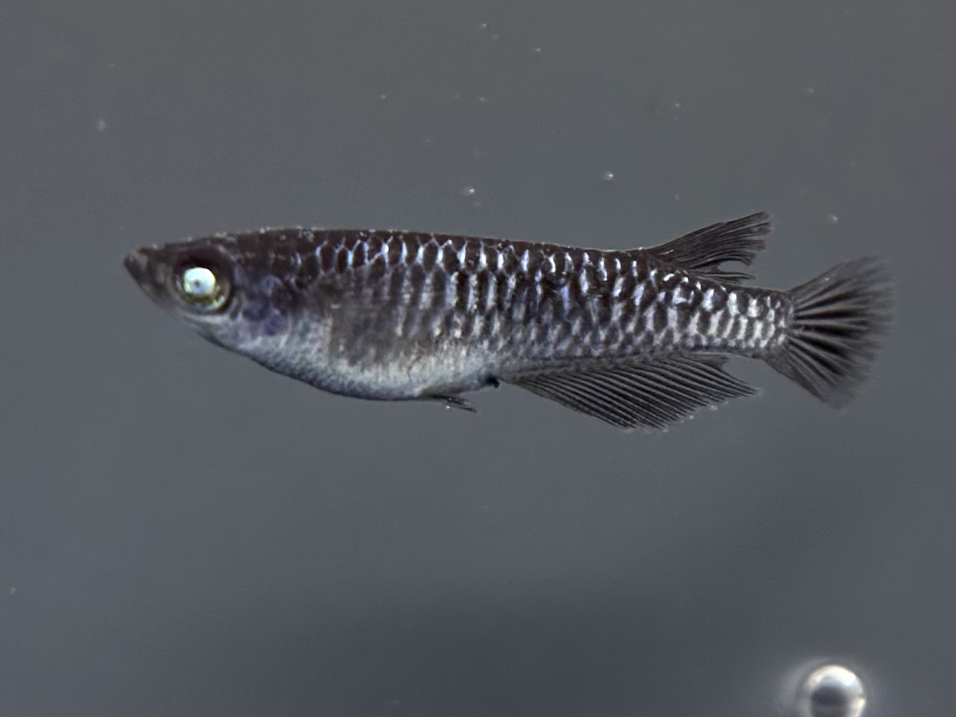 🔥 ENNMATOKYO 漆黒MWRS黝冠青ラメ　1p 4/1 21:10 [ID:6840]