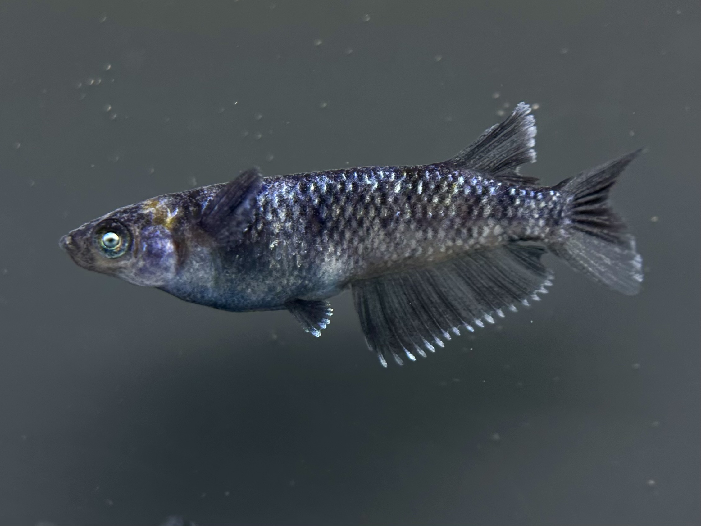 🔥 ENNMA TOKYO 漆黒和墨グロウラメ(SWGL) 1p 4/1 21:15 [ID:6823]