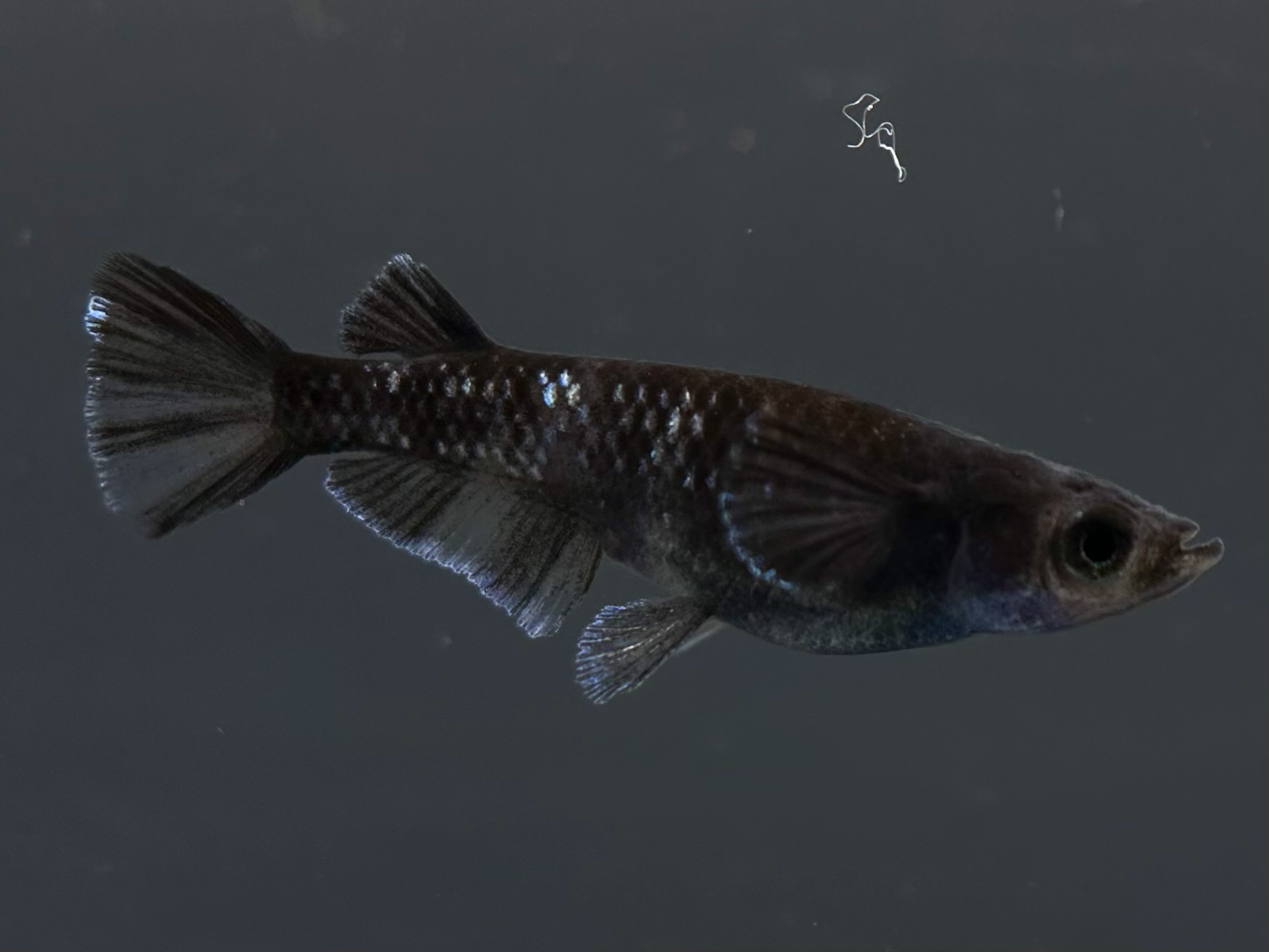 🔥 ENNMA TOKYO 漆黒MWR黒　　1p 4/1 21:13 [ID:6847]