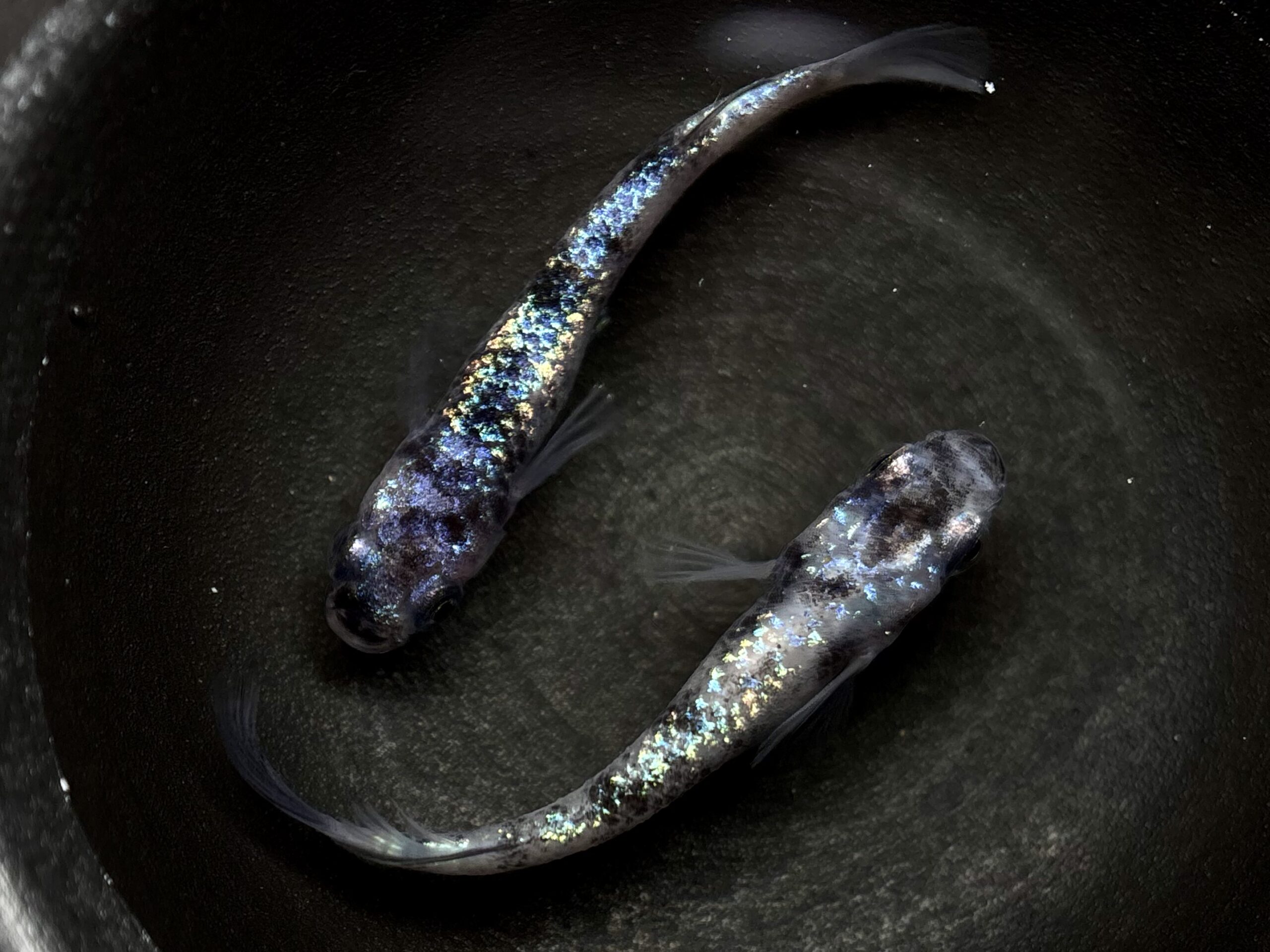 🔥 45めだか　倭寇蒼天　1ペア (サ) 3/31 21:25終了 [ID:6782]