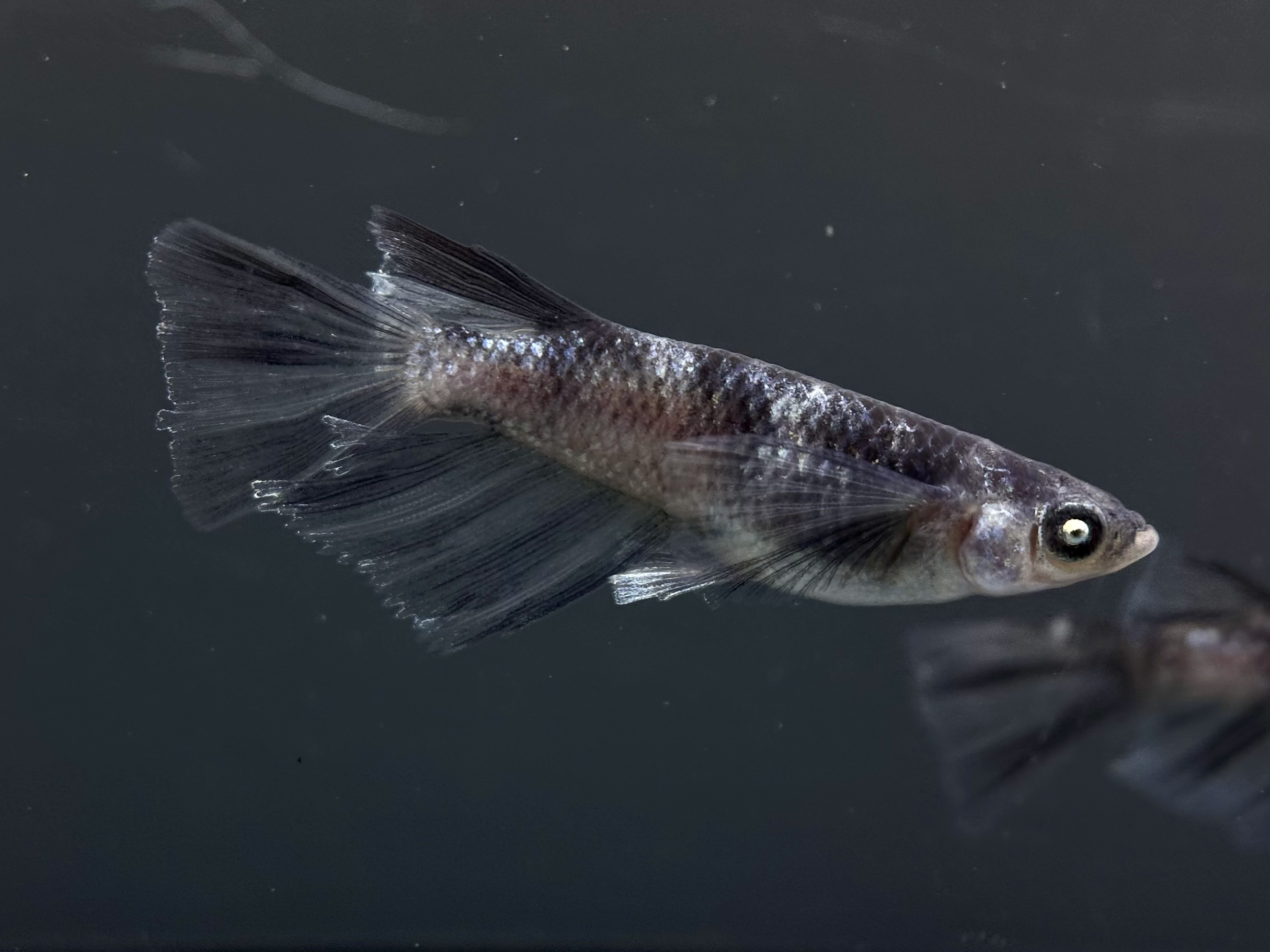 🔥 ENNMA TOKYO 漆黒MWRRLF 1p 4/6 21:32 [ID:6831]