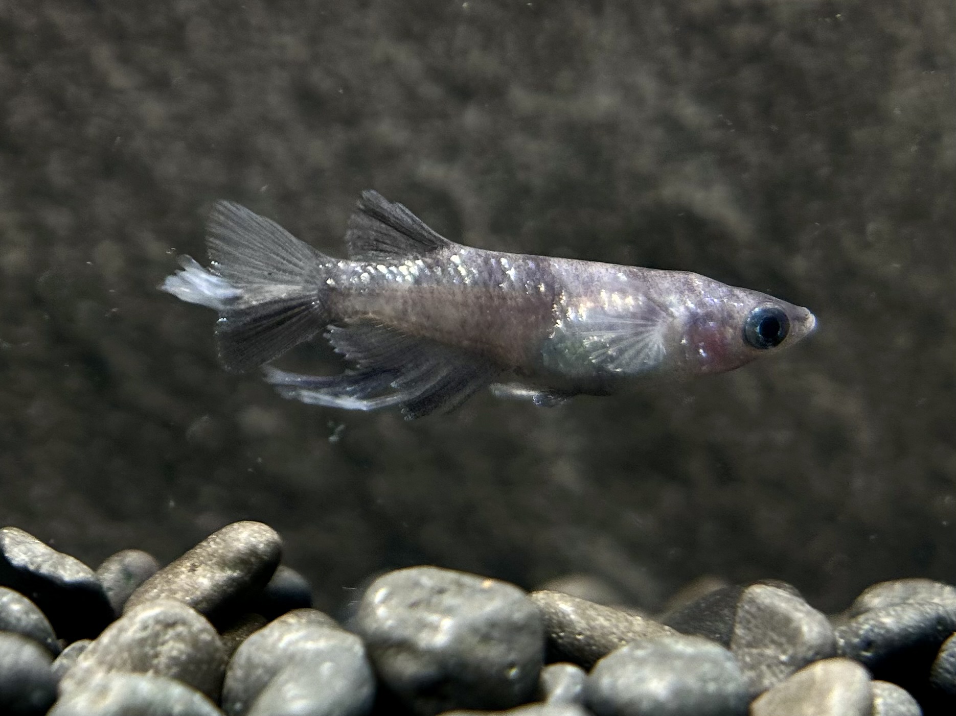 🔥 めだか処くろべぇ　墨燕(若魚) 1p 5/20 21:10 [ID:10306]