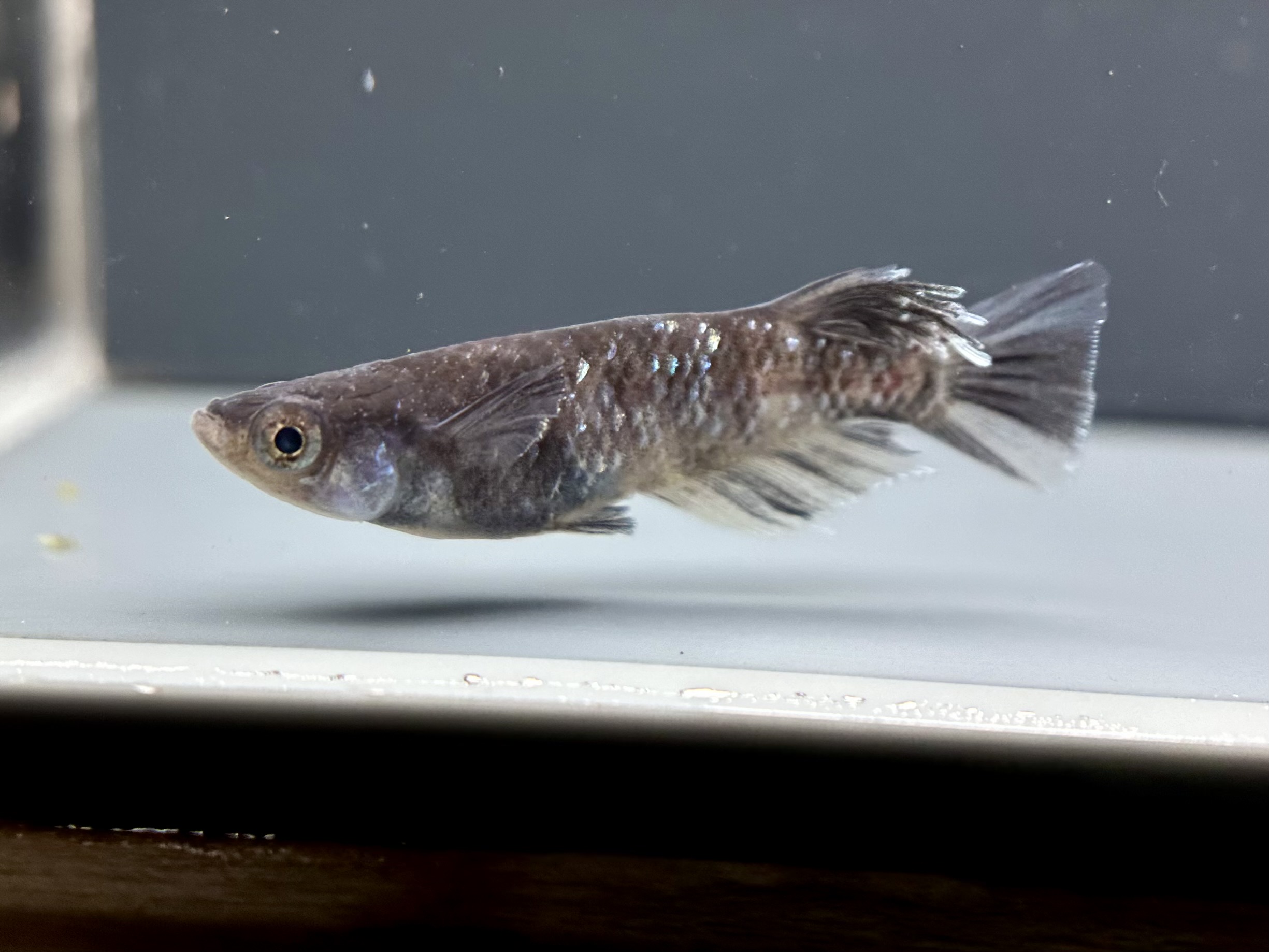 🔥 ENNMA TOKYO 漆黒MWRWF系　1p 4/1 21:22 [ID:6859]