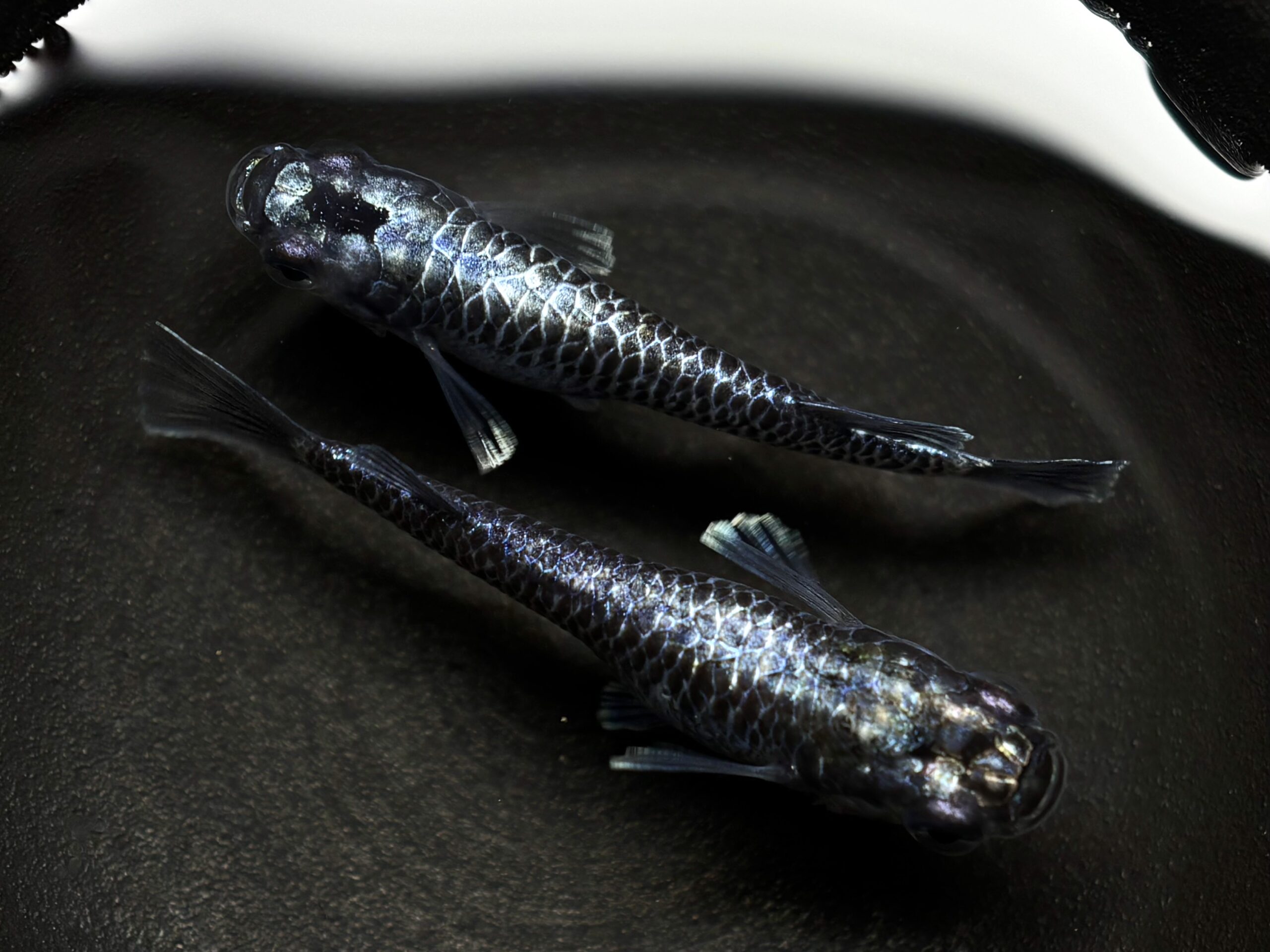 🔥 無限めだか　龍鱗　1ペア (サ) 4/2 21:10終了 [ID:6867]