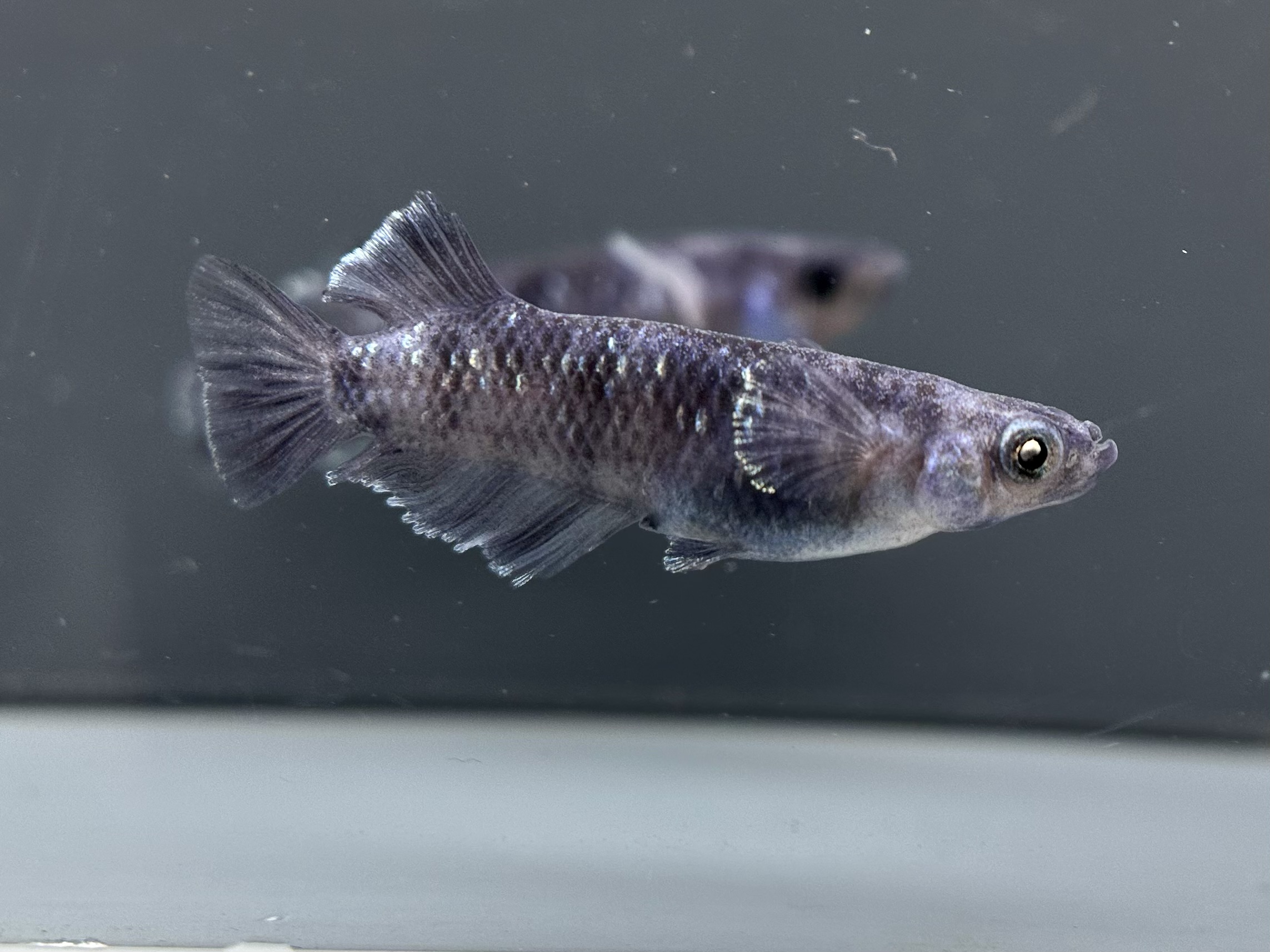 🔥 ENNMA TOKYO 漆黒MWRWF系鰭光&亜種狙い　1p 4/1 21:17 [ID:6852]