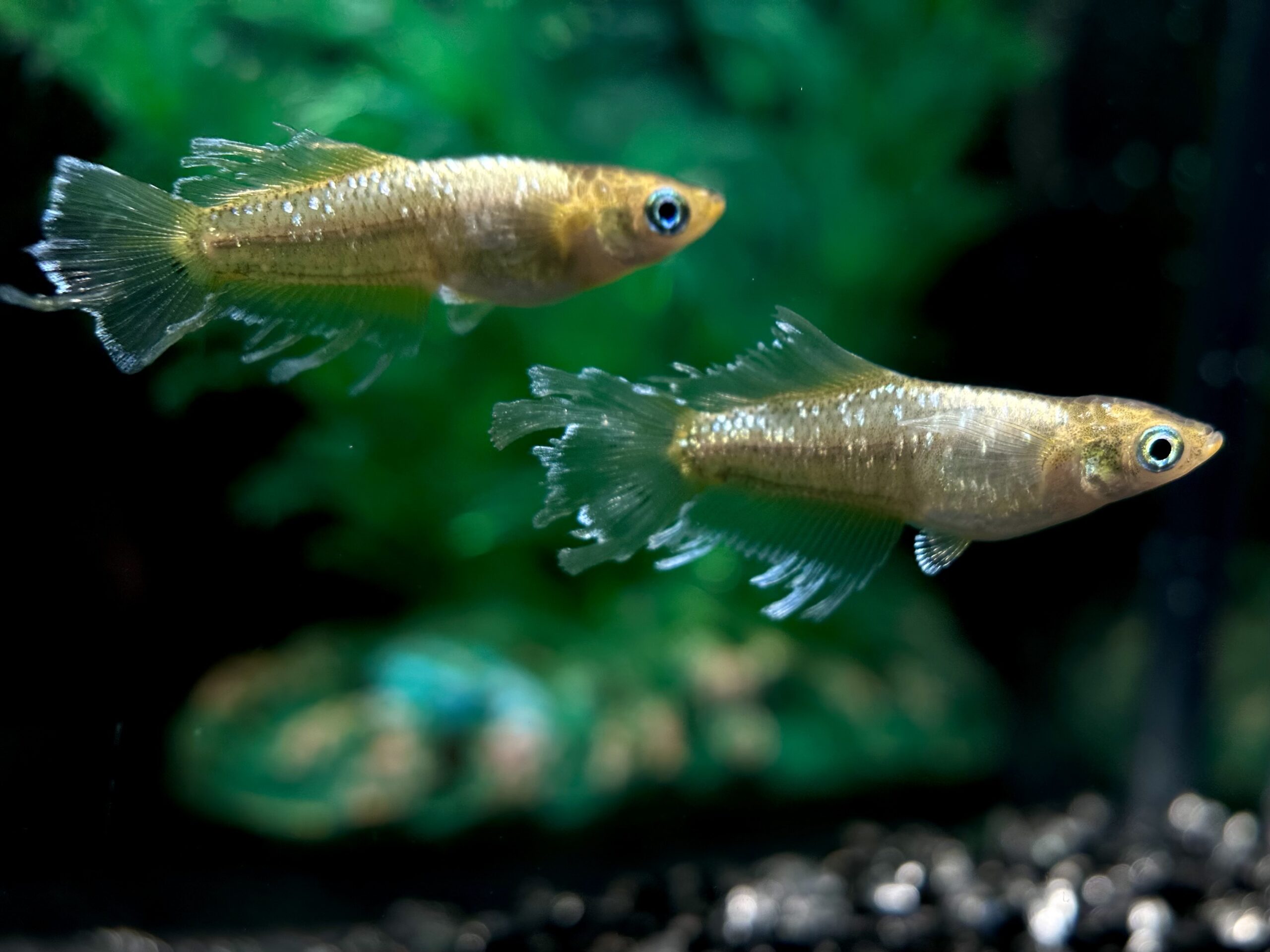 🔥 夢中めだか出品　シンデレラオオカミ派生　1p 4/2 21:20 [ID:6931]