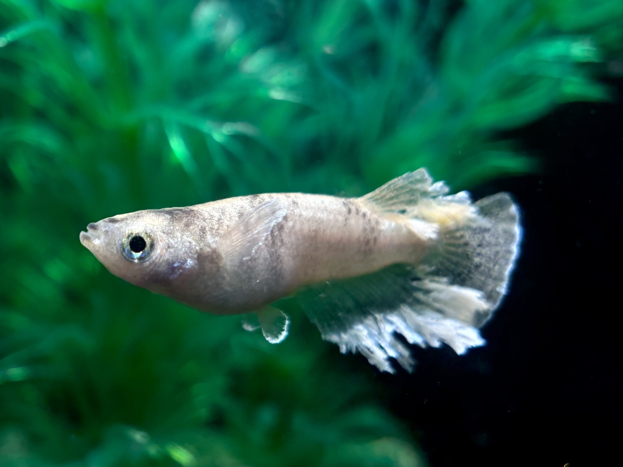 🔥 無限めだか　蛇墨武-澪　1ペア (サ) 4/2 21:15終了 [ID:6886]