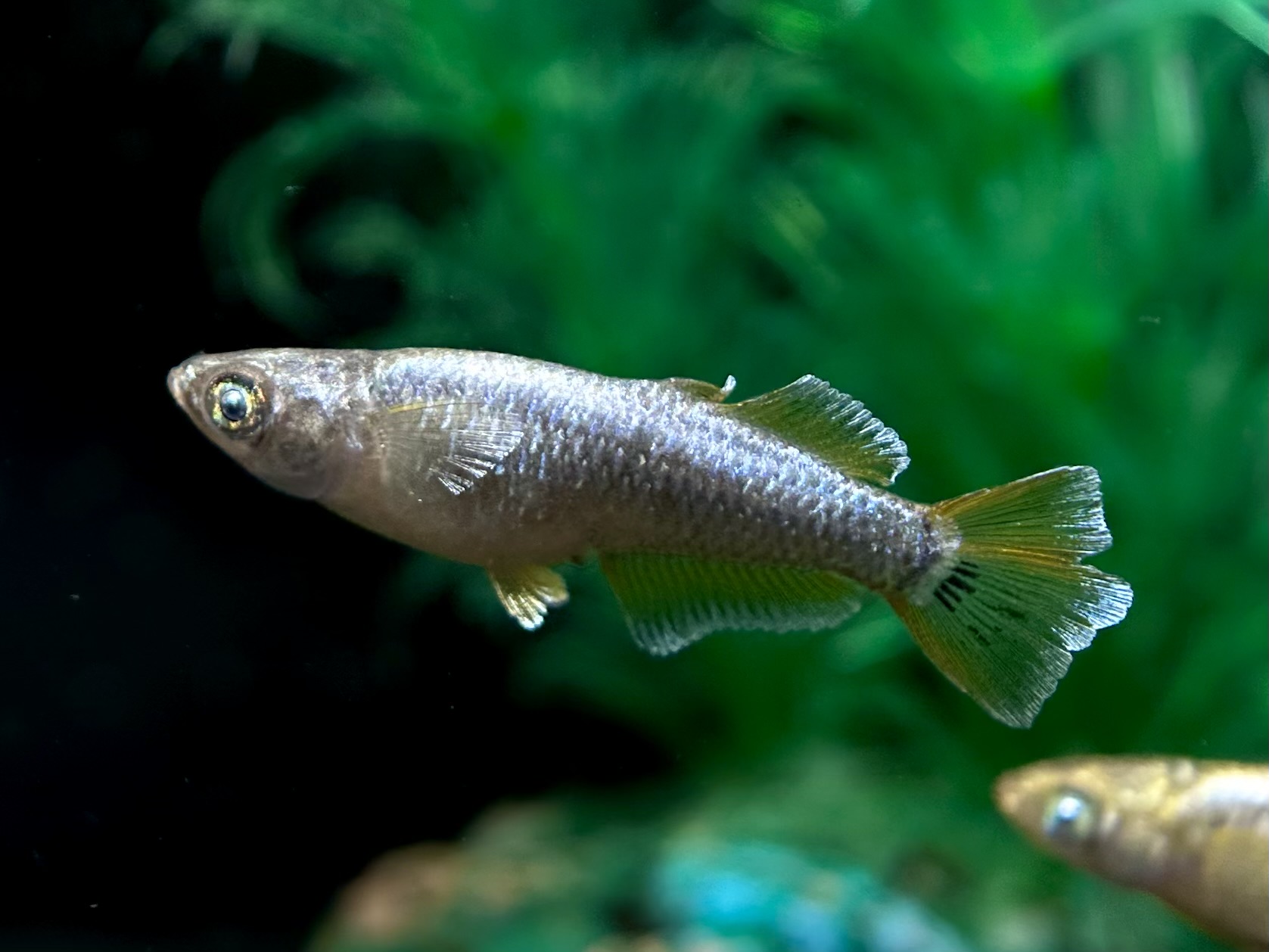 🔥 夢中めだか出品　マネーセルフィン改　1p＋オス1  4/2 21:17[ID:6939]