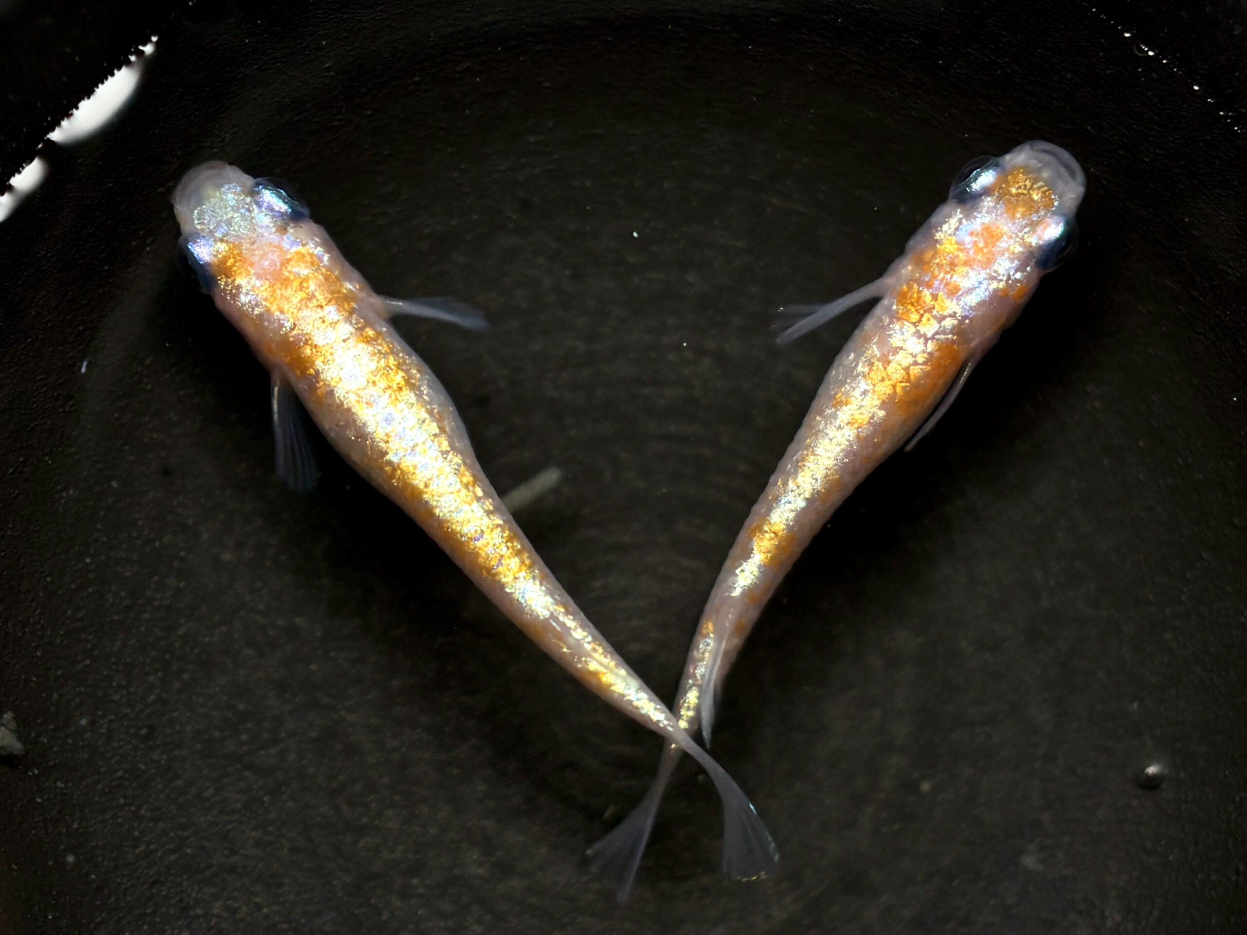 🔥 河めだかブリード　紅白ヘイキ　1ペア (サ) 3/31 21:30終了 [ID:6877]