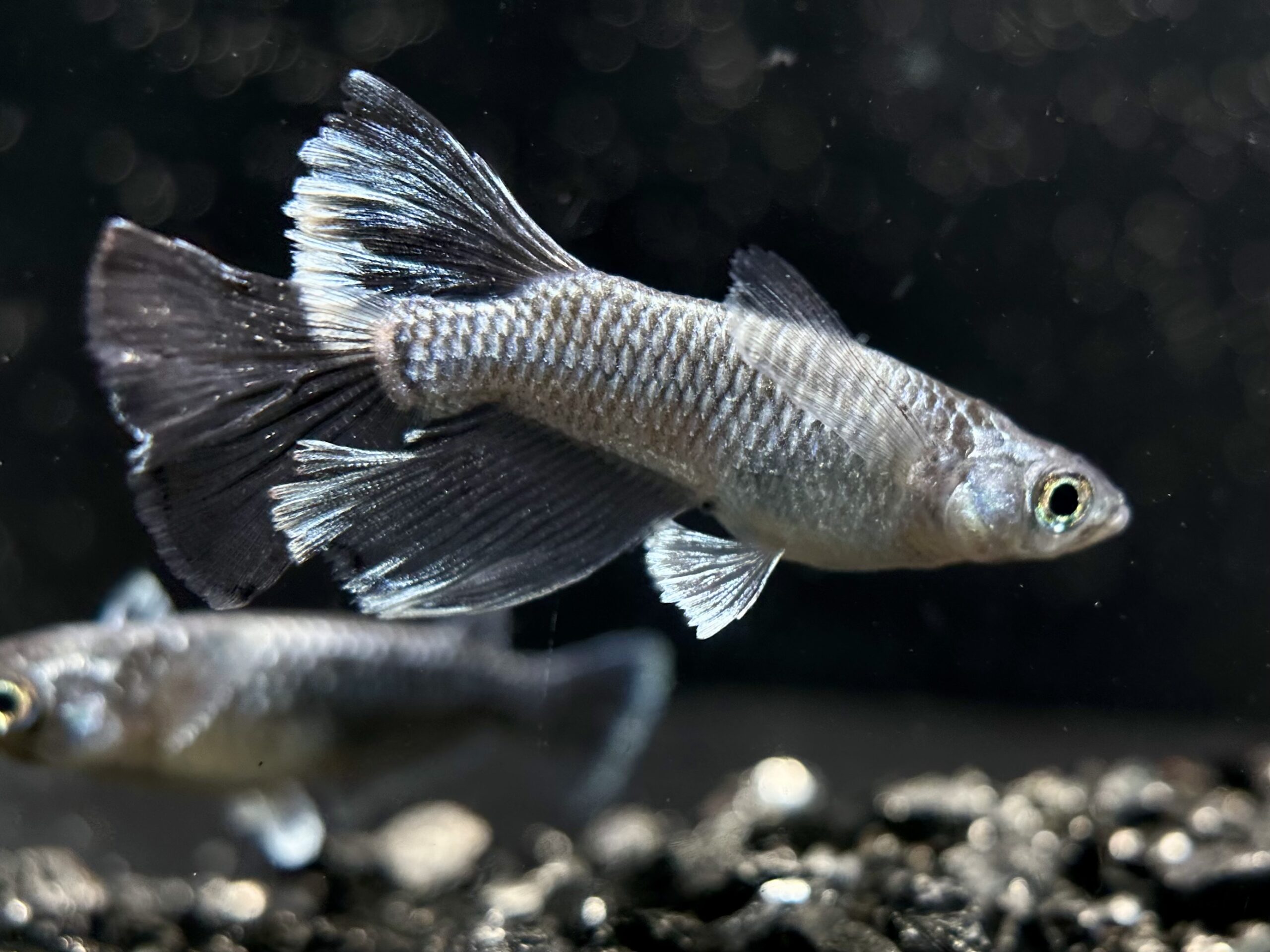 🔥 めだか処くろべぇ　レアシーゴ派生シルバー　1p 4/2 21:21 [ID:6951]