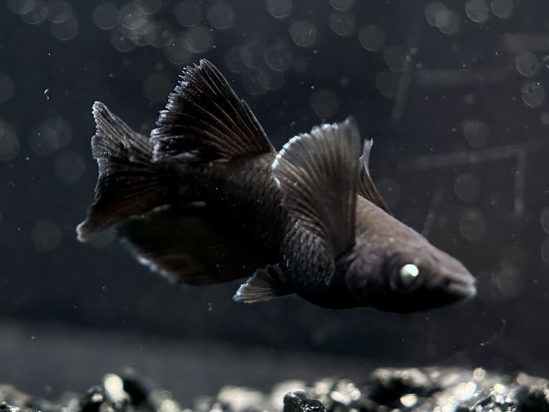 🔥 めだか処くろべぇ　レアシーゴブラック　1p 4/2 21:31 [ID:6958]