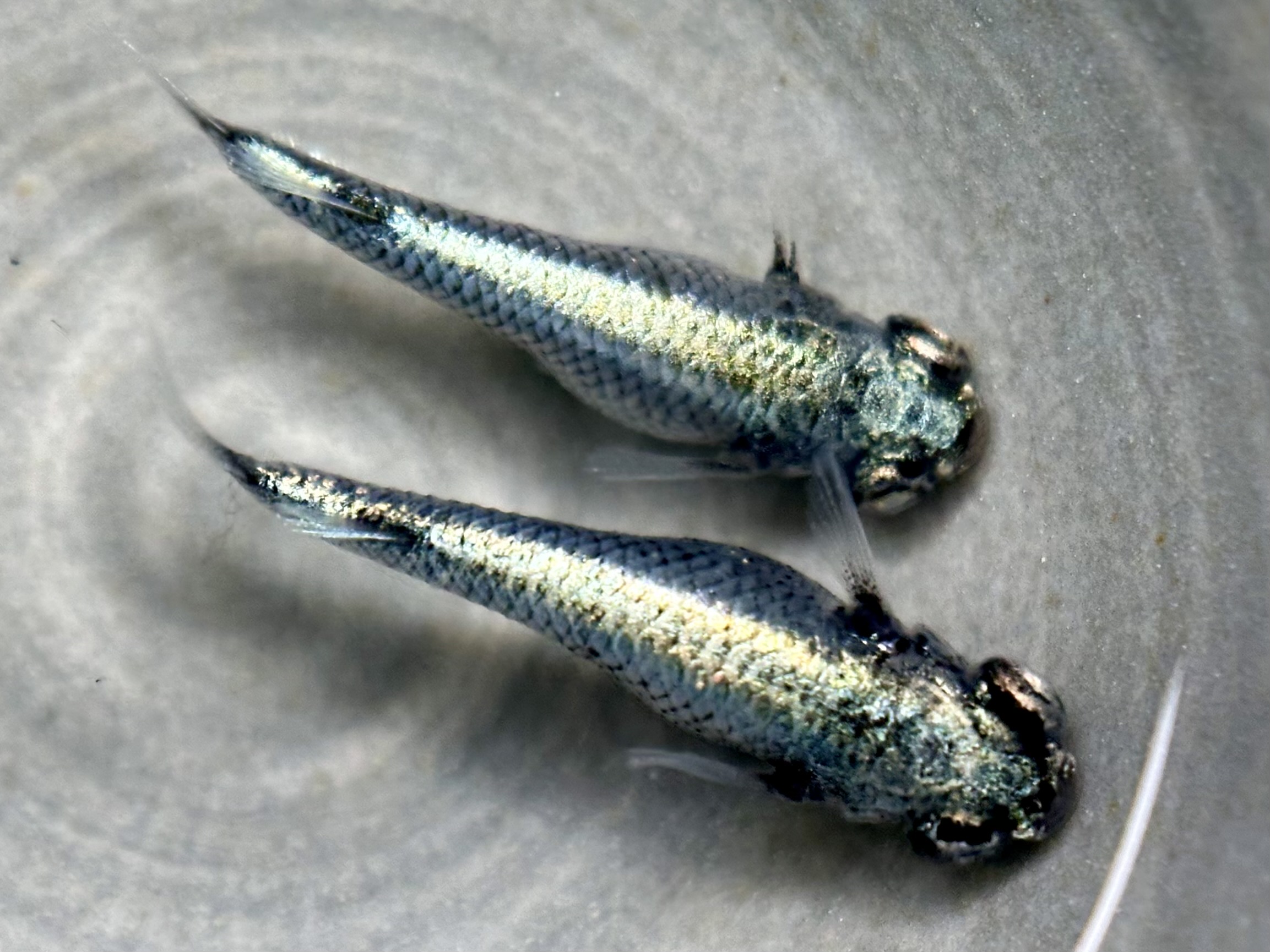 🔥 西郷めだか　初出品)プラナリ　1p 6/25 21:15 [ID:12948]