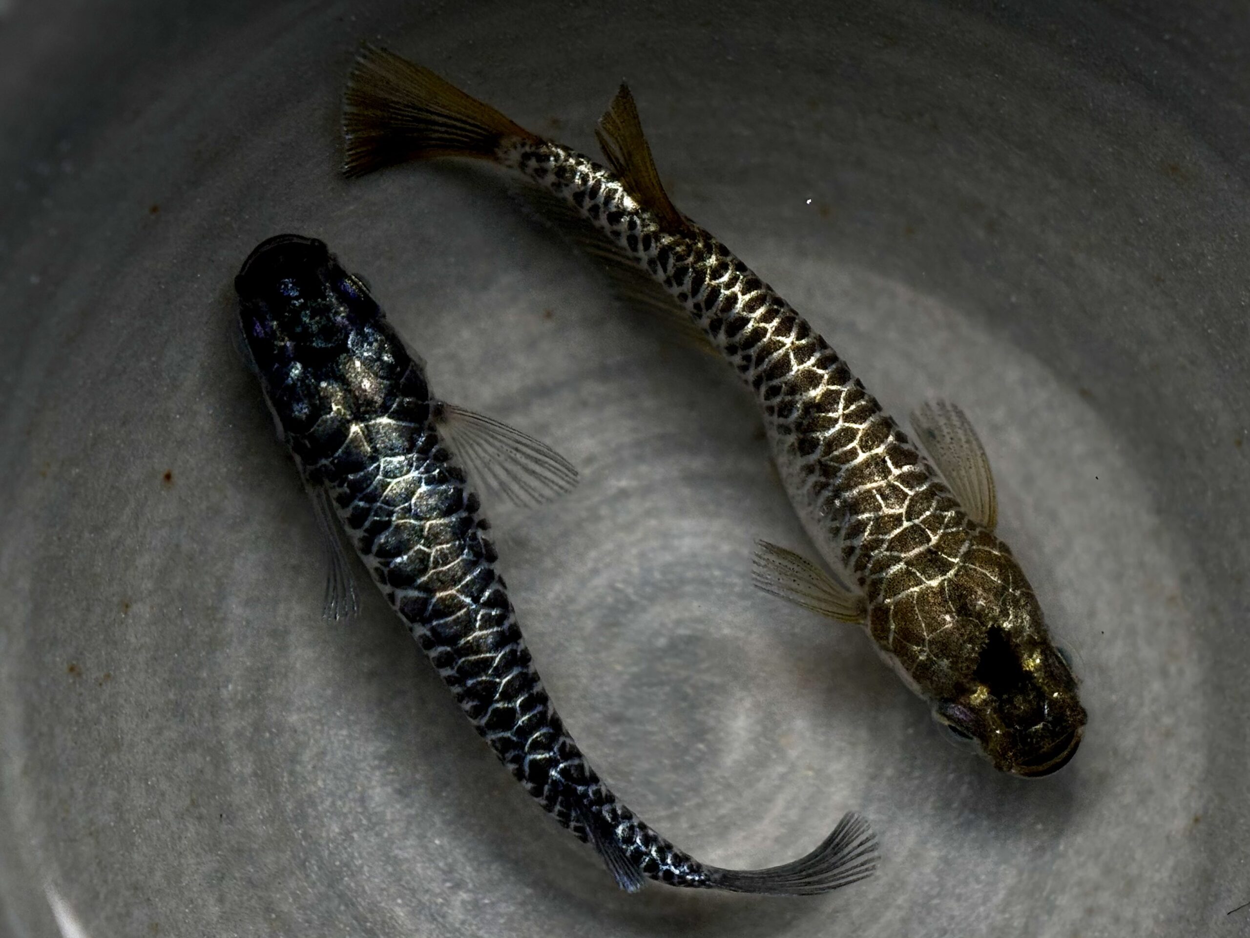 🔥 ENNMATOUKYO 龍鱗　1ペア (サ) 4/2 21:20終了 [ID:6893]