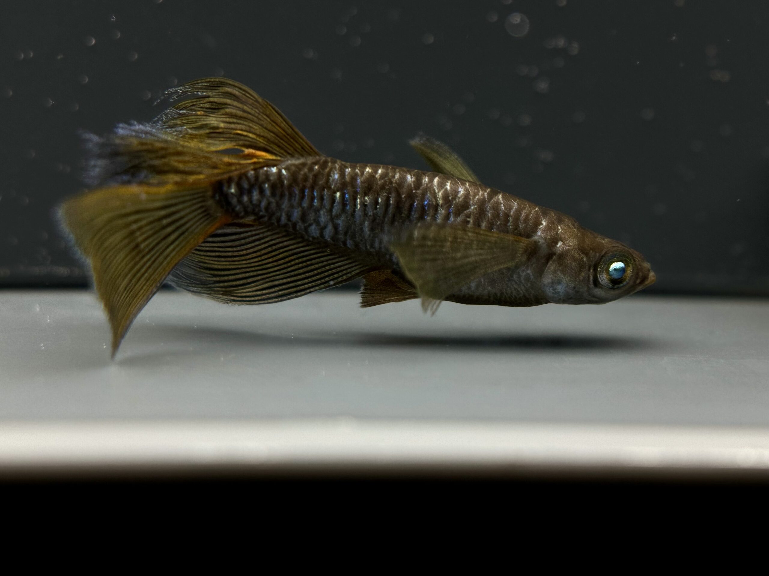 🔥 愛善めだか　初)ヴェルンド　1p 4/2 21:25 [ID:6945]