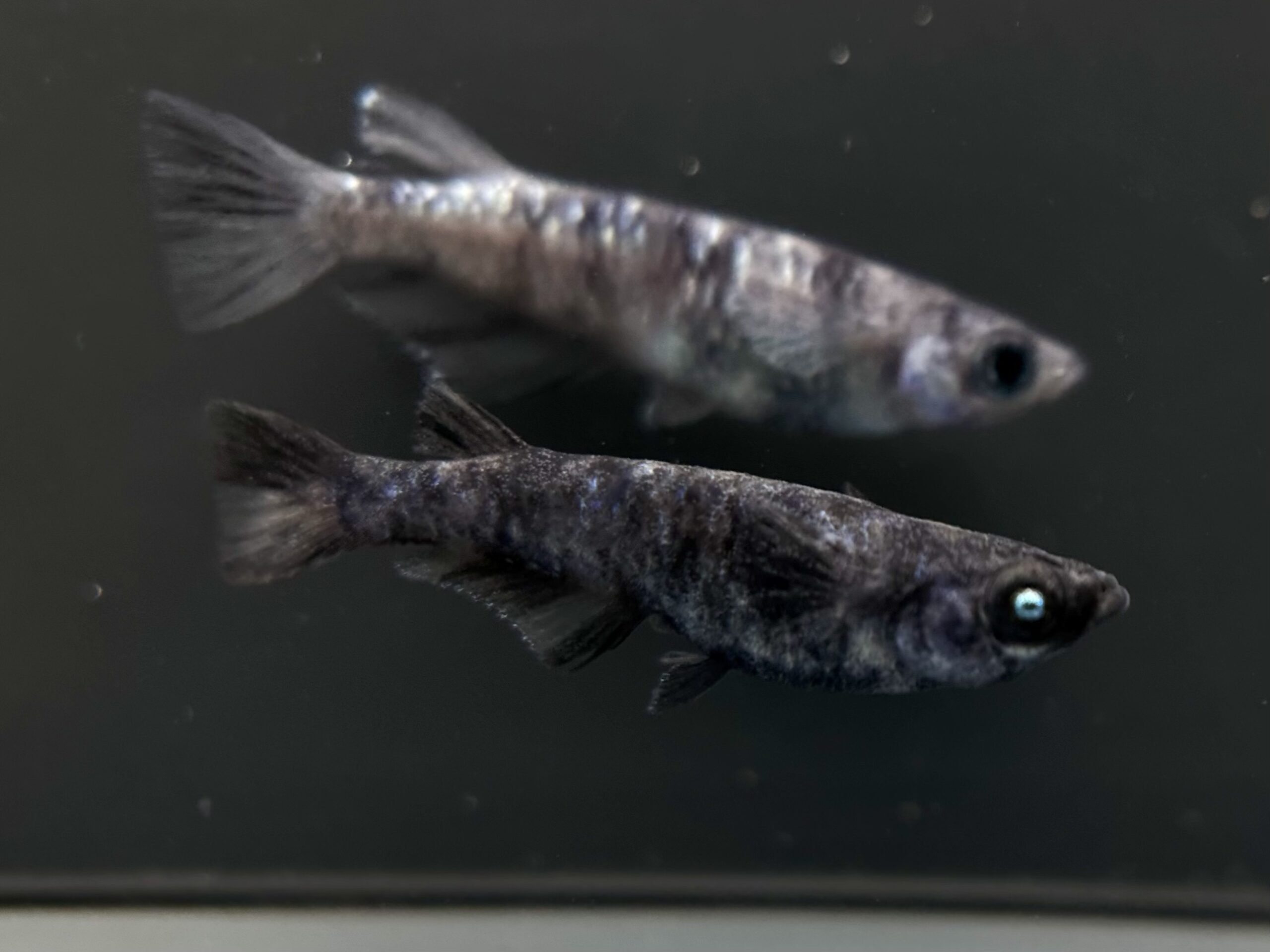 🔥 ENNMA TOKYO 和墨カガミ系統　1p＋メス1 4/2 21:26 [ID:6964]